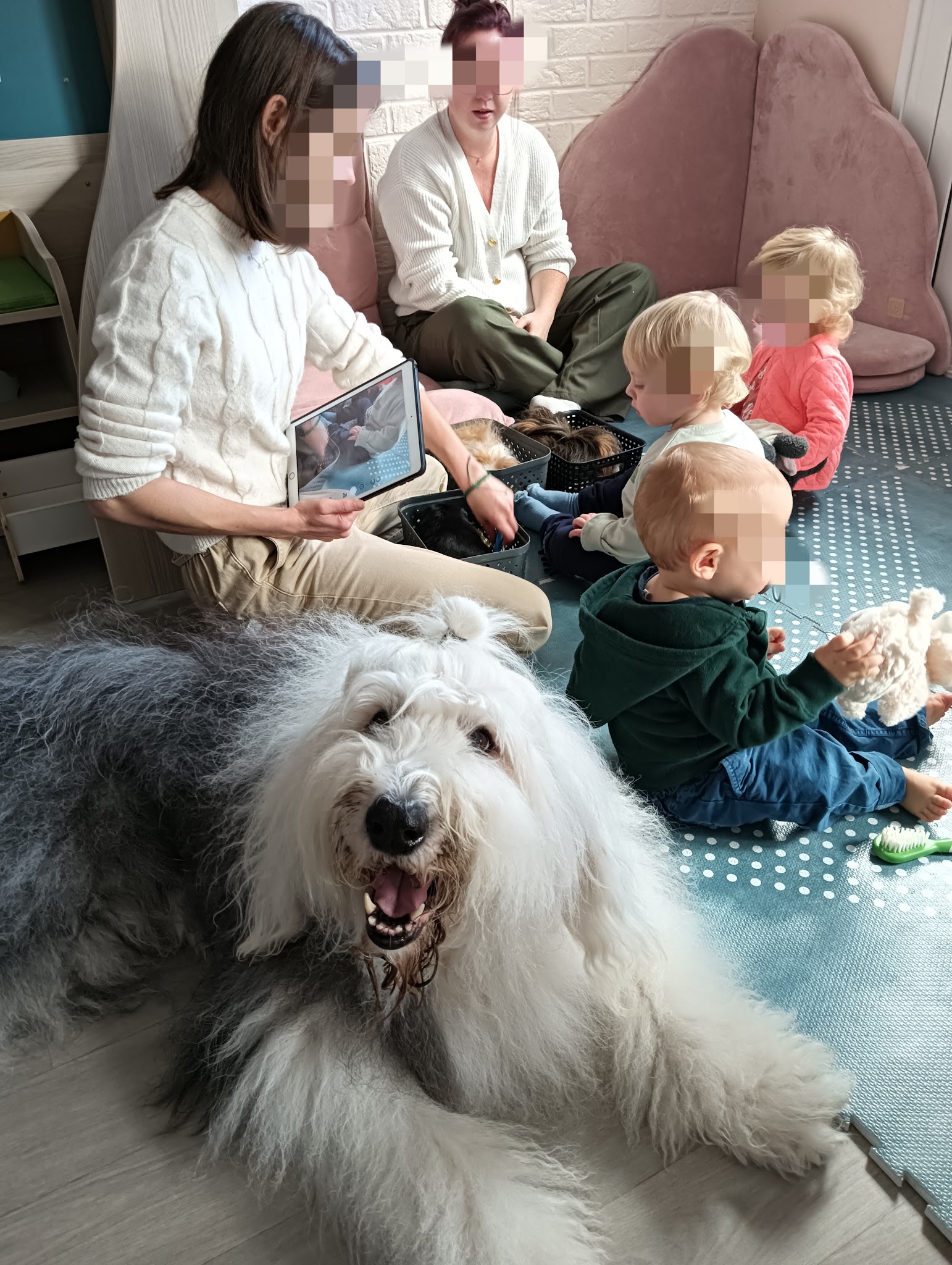 Pet's paradis — photo