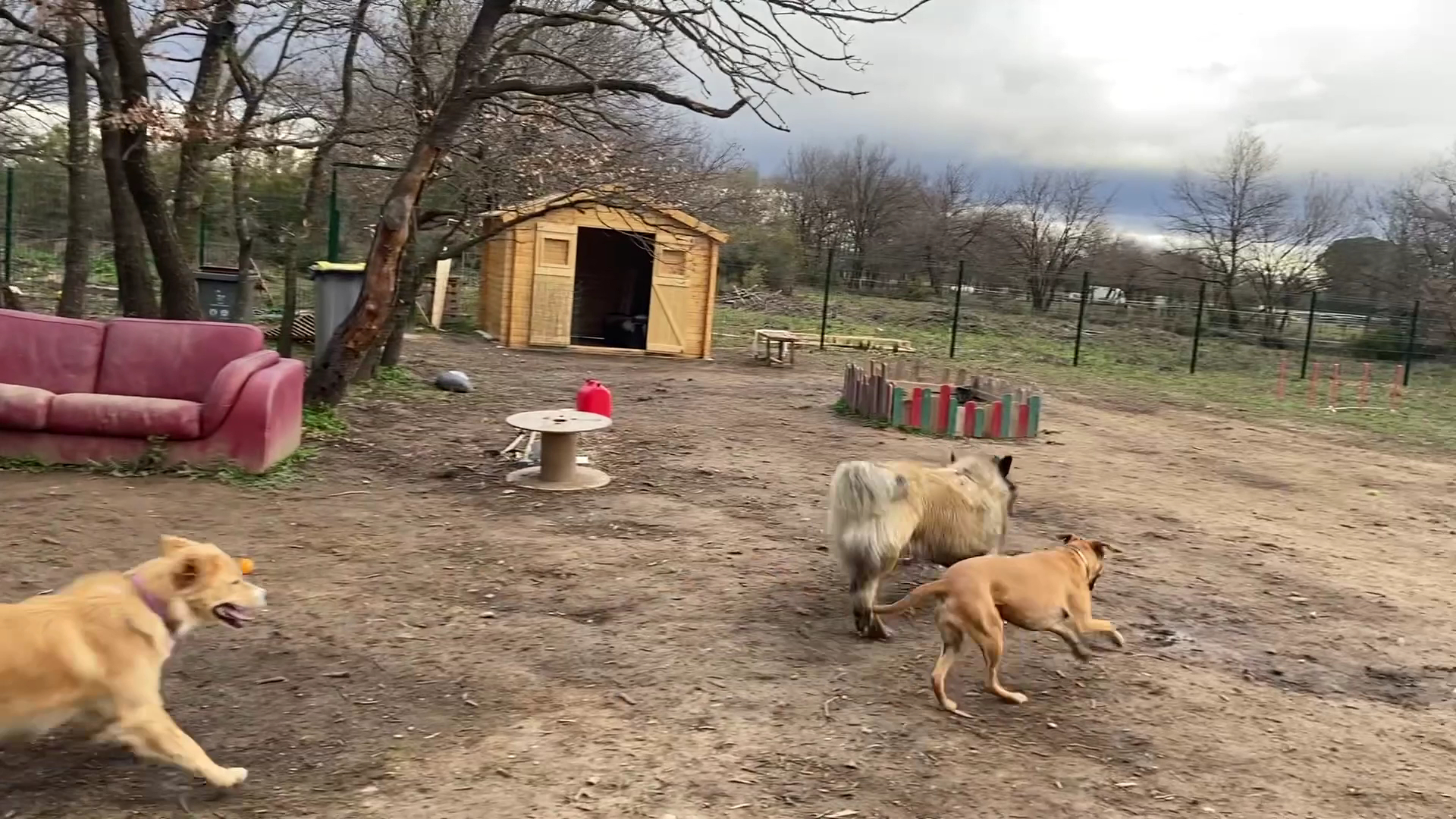 La récrée canine de camille — photo