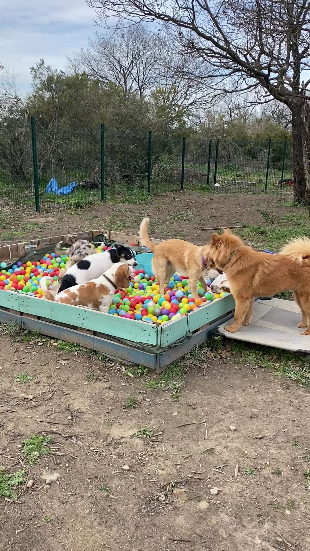La récrée canine de camille — photo