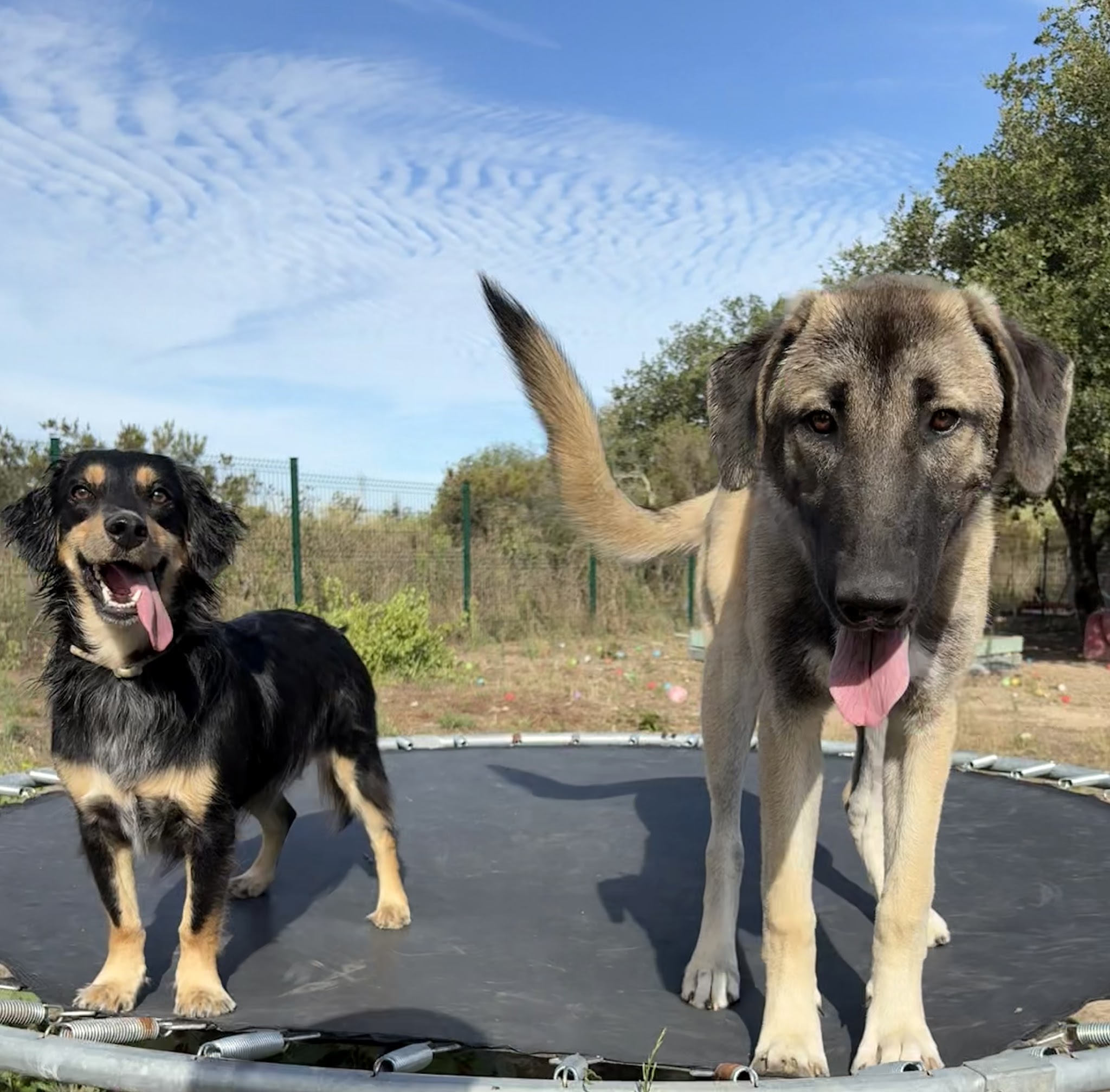 La récrée canine de camille — photo