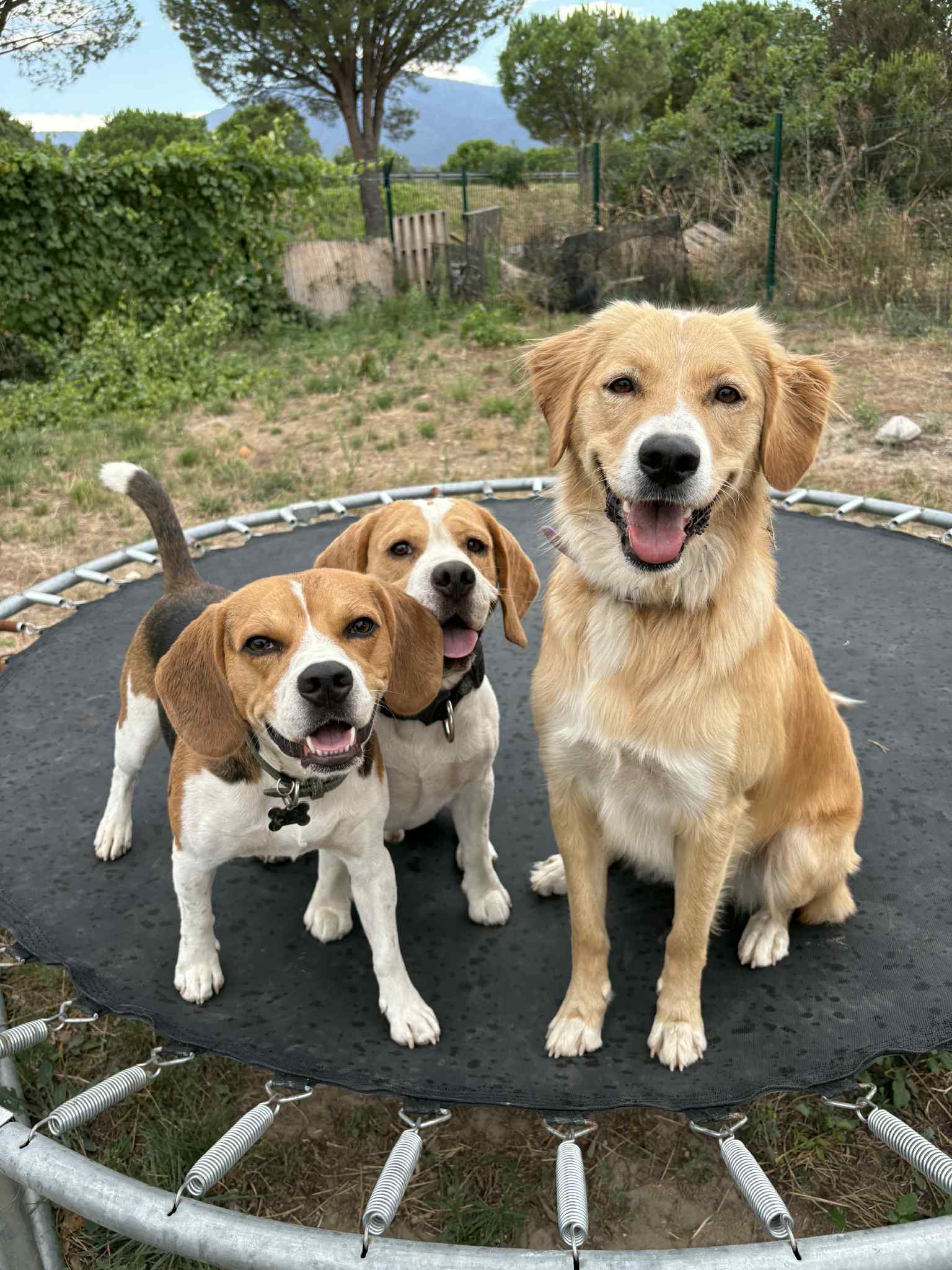 La récrée canine de camille