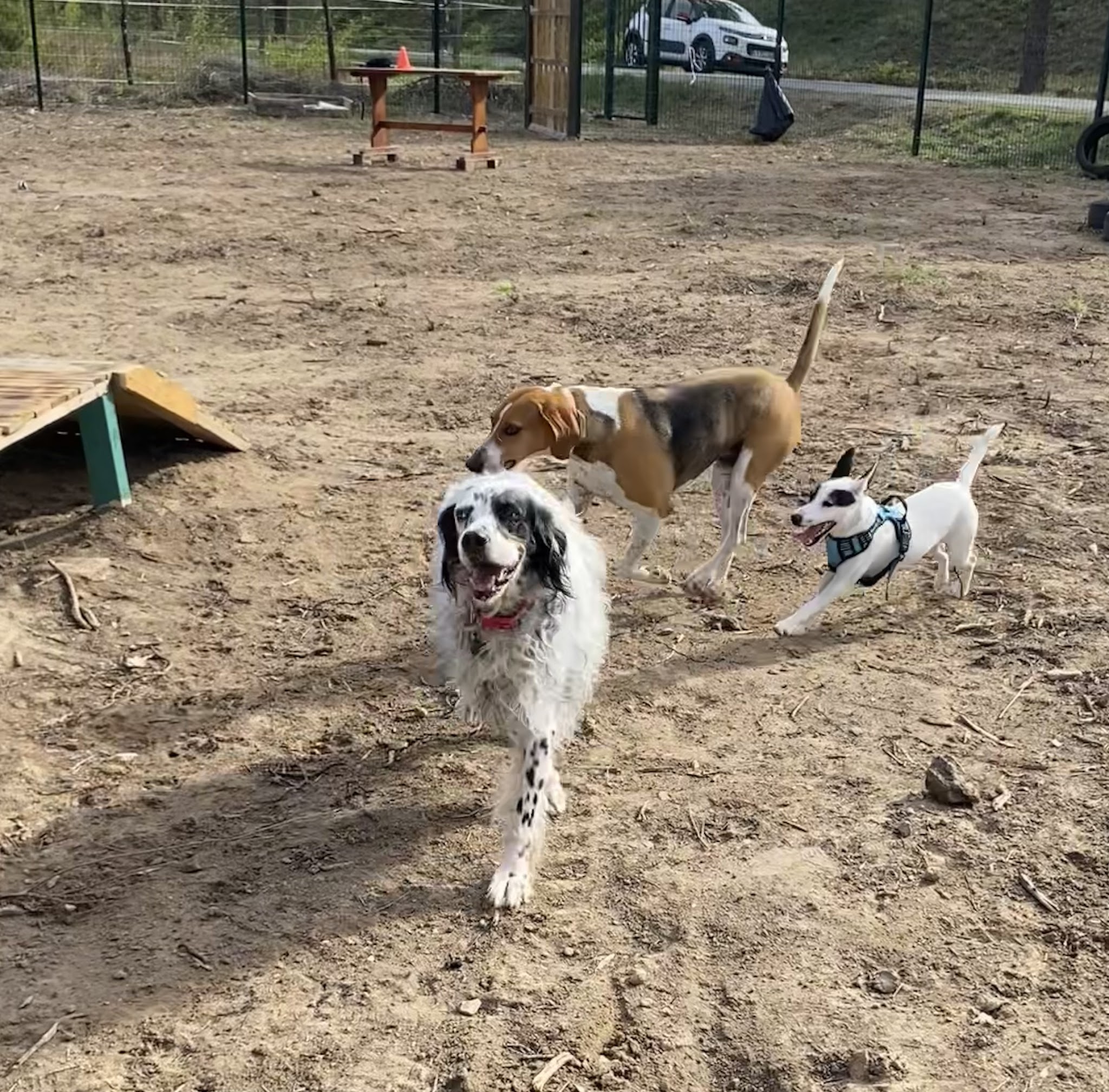 La récrée canine de camille — photo