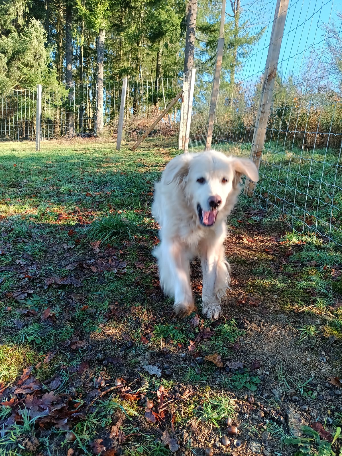 LINC School - Éducation et coaching canin — photo