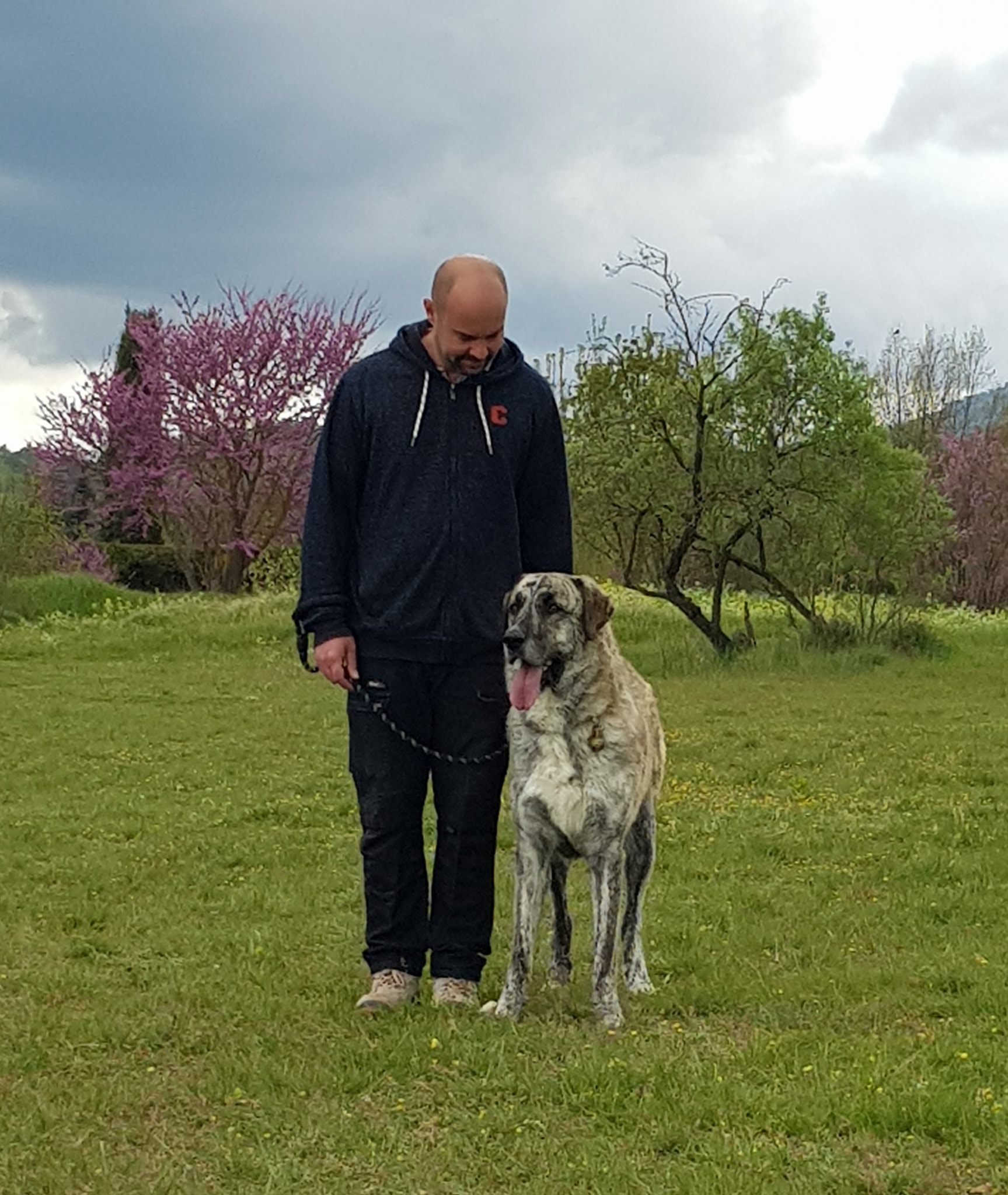 LINC School - Éducation et coaching canin — photo
