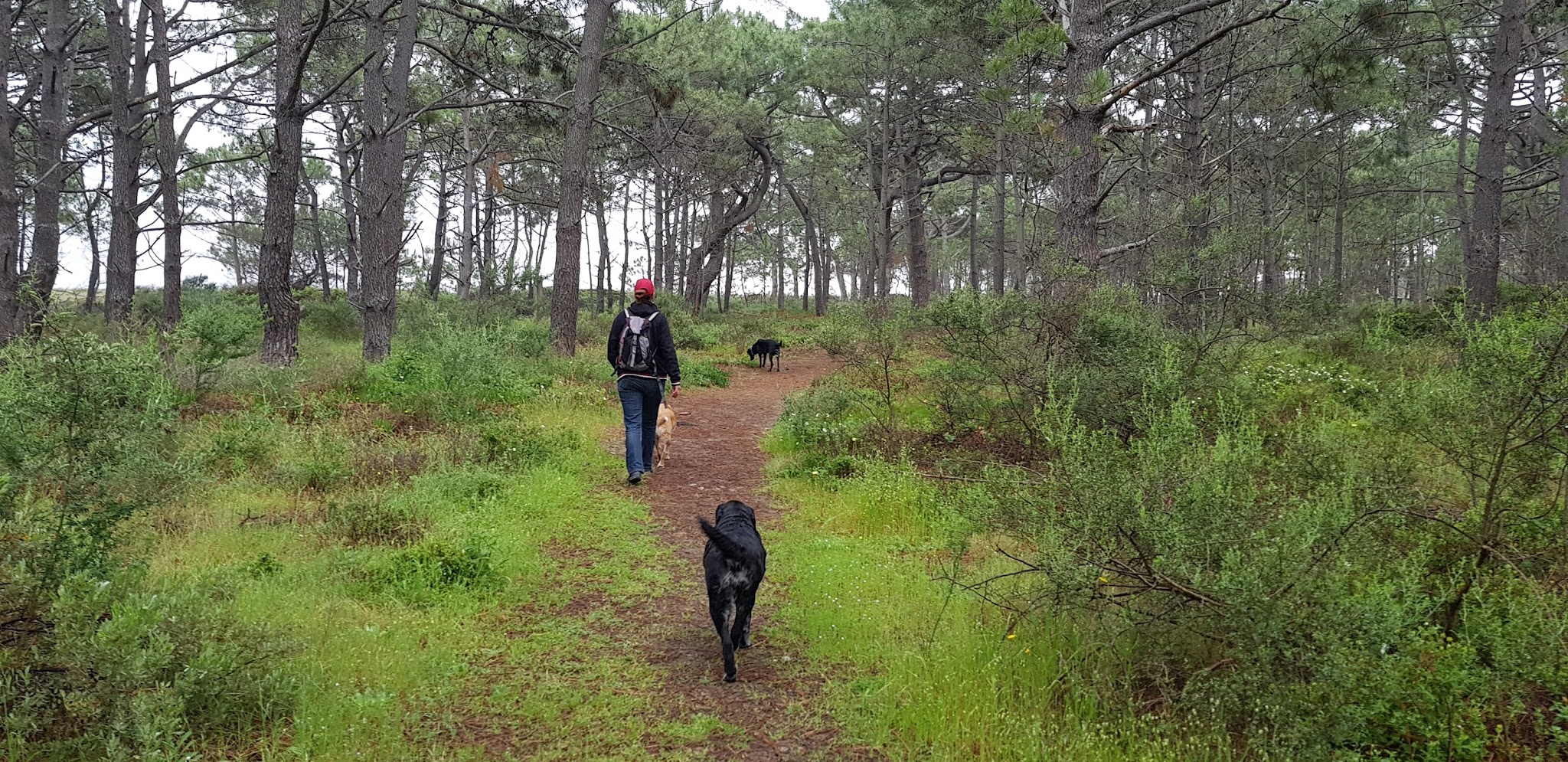 LINC School - Éducation et coaching canin — photo