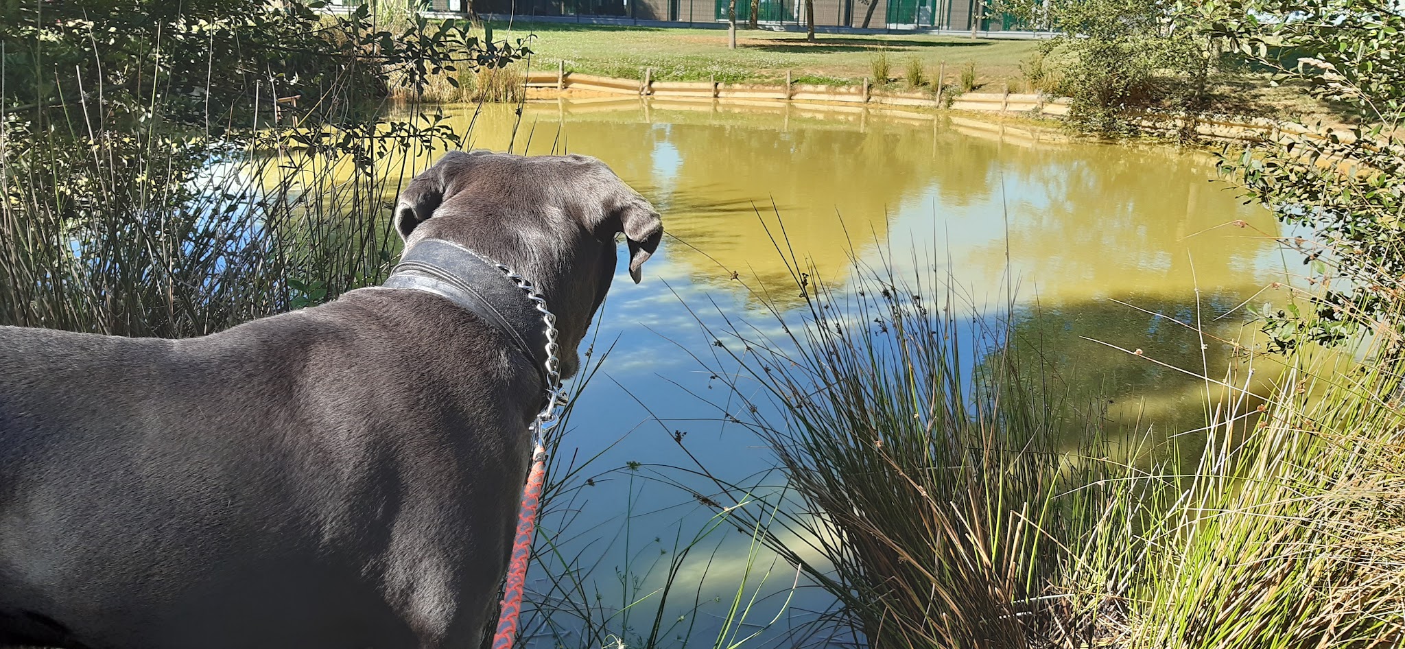 Hostellerie canine de plein air