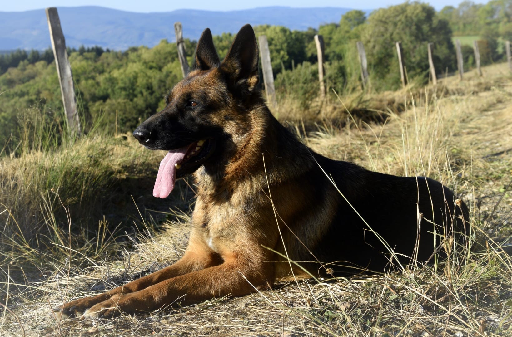 Pension Canine Meute et Merveille — photo