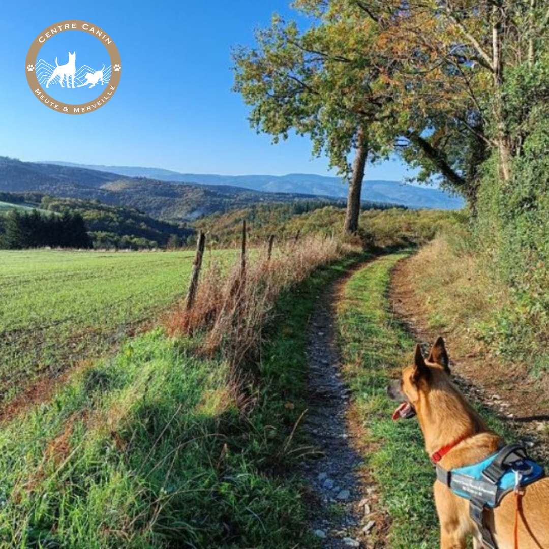 Pension Canine Meute et Merveille — photo
