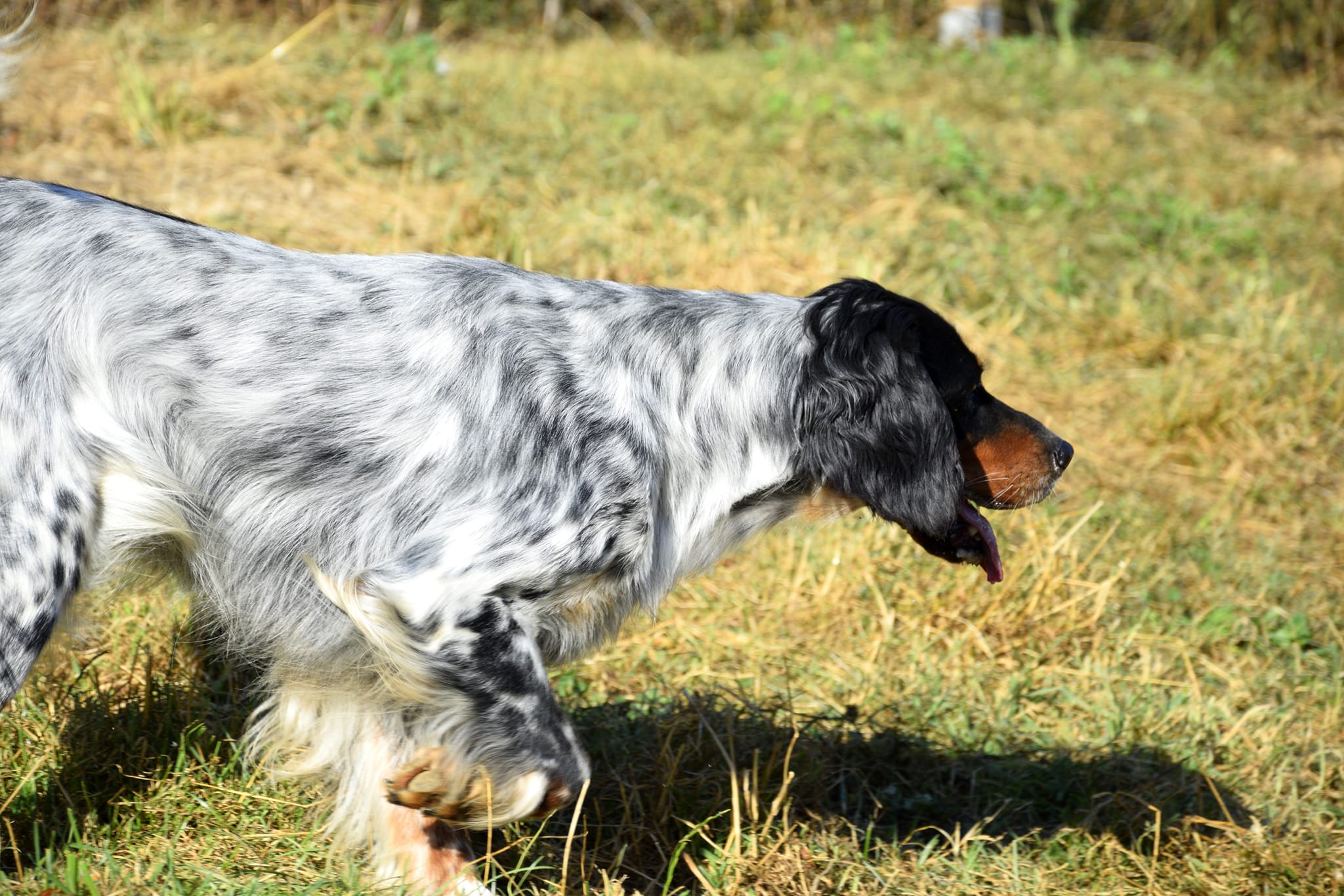 Pension Canine Meute et Merveille — photo