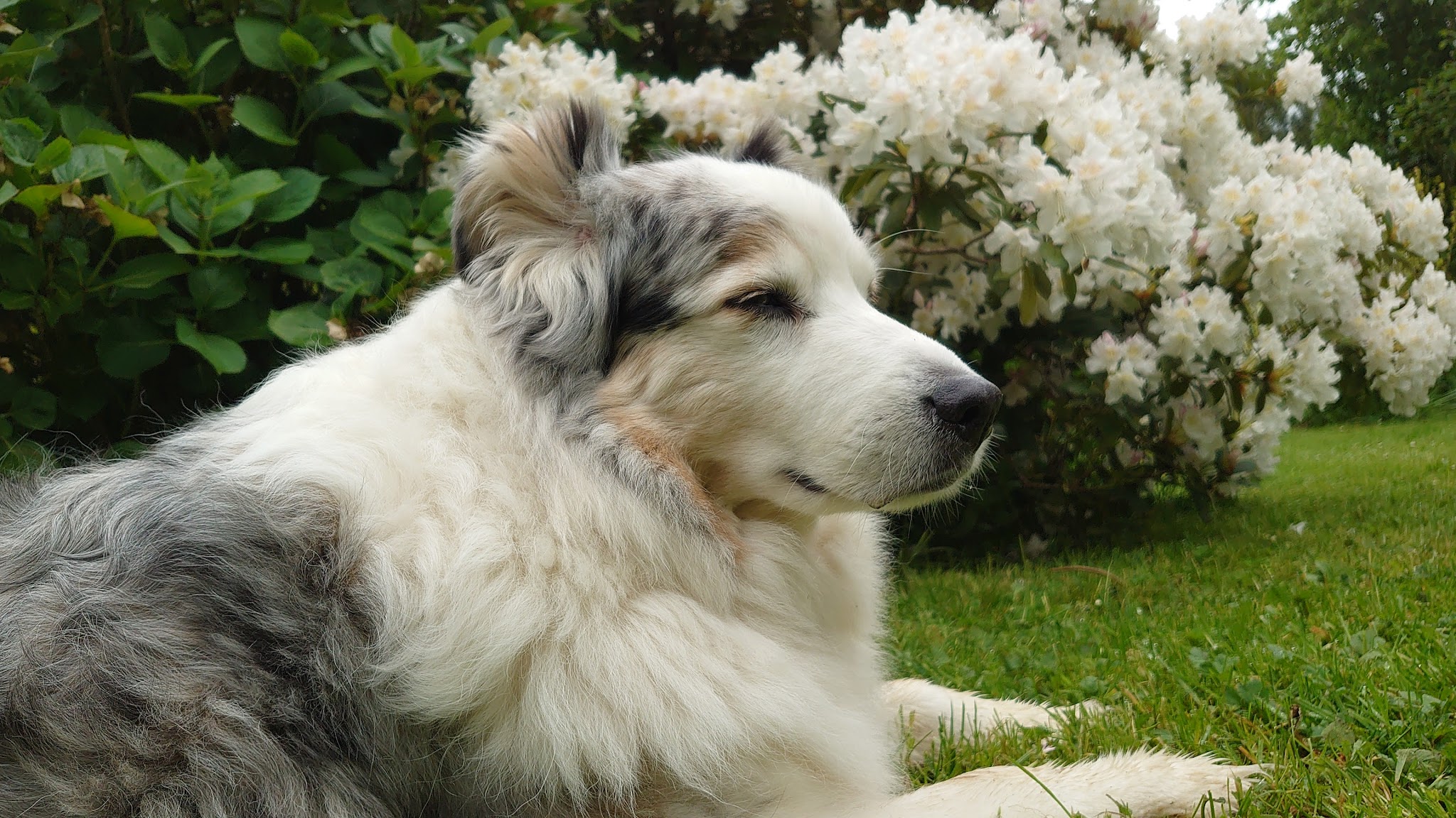 NathAnimaux Educatrice Comportementaliste Canin et Félin — photo