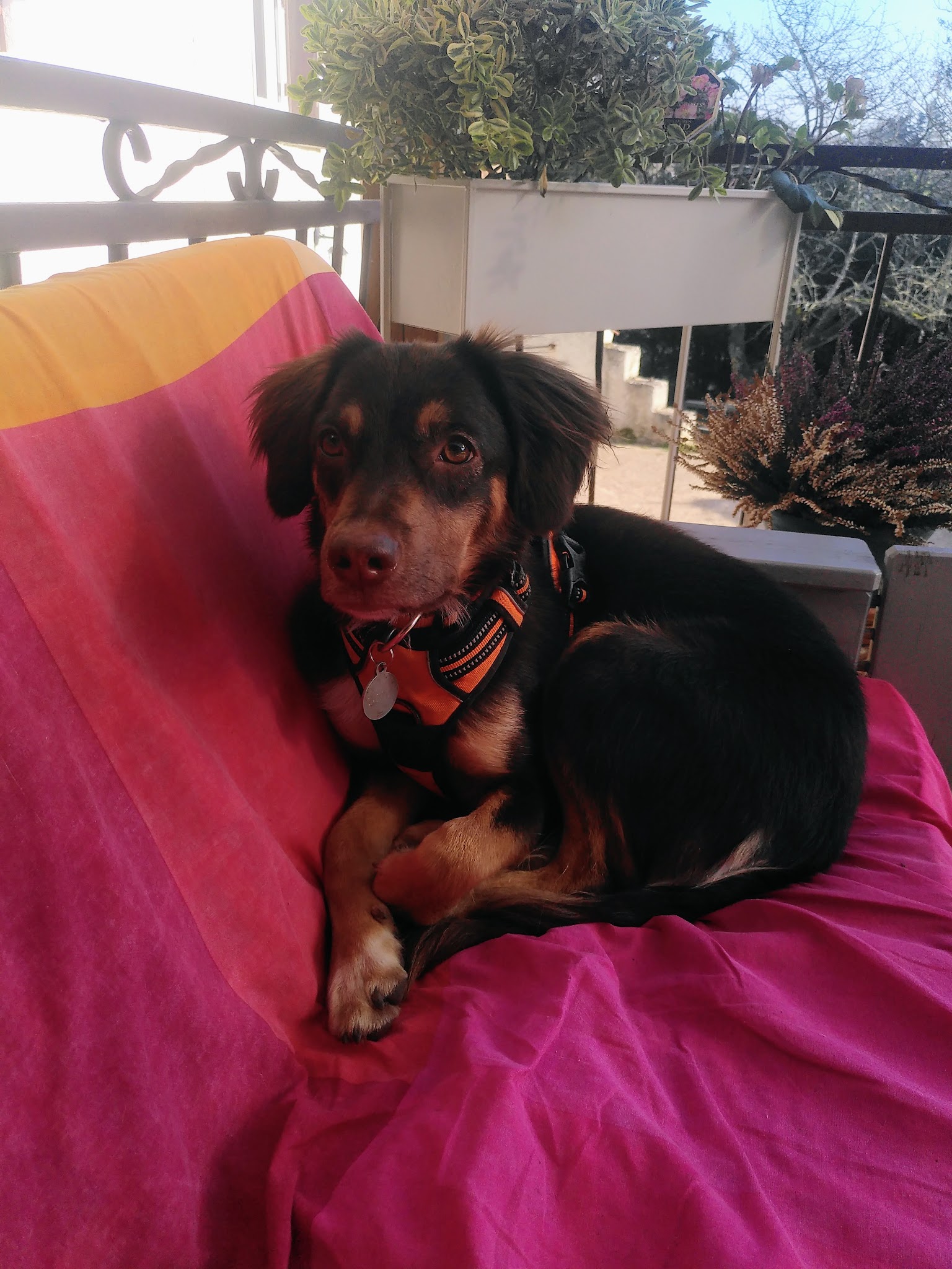 NathAnimaux Educatrice Comportementaliste Canin et Félin — photo