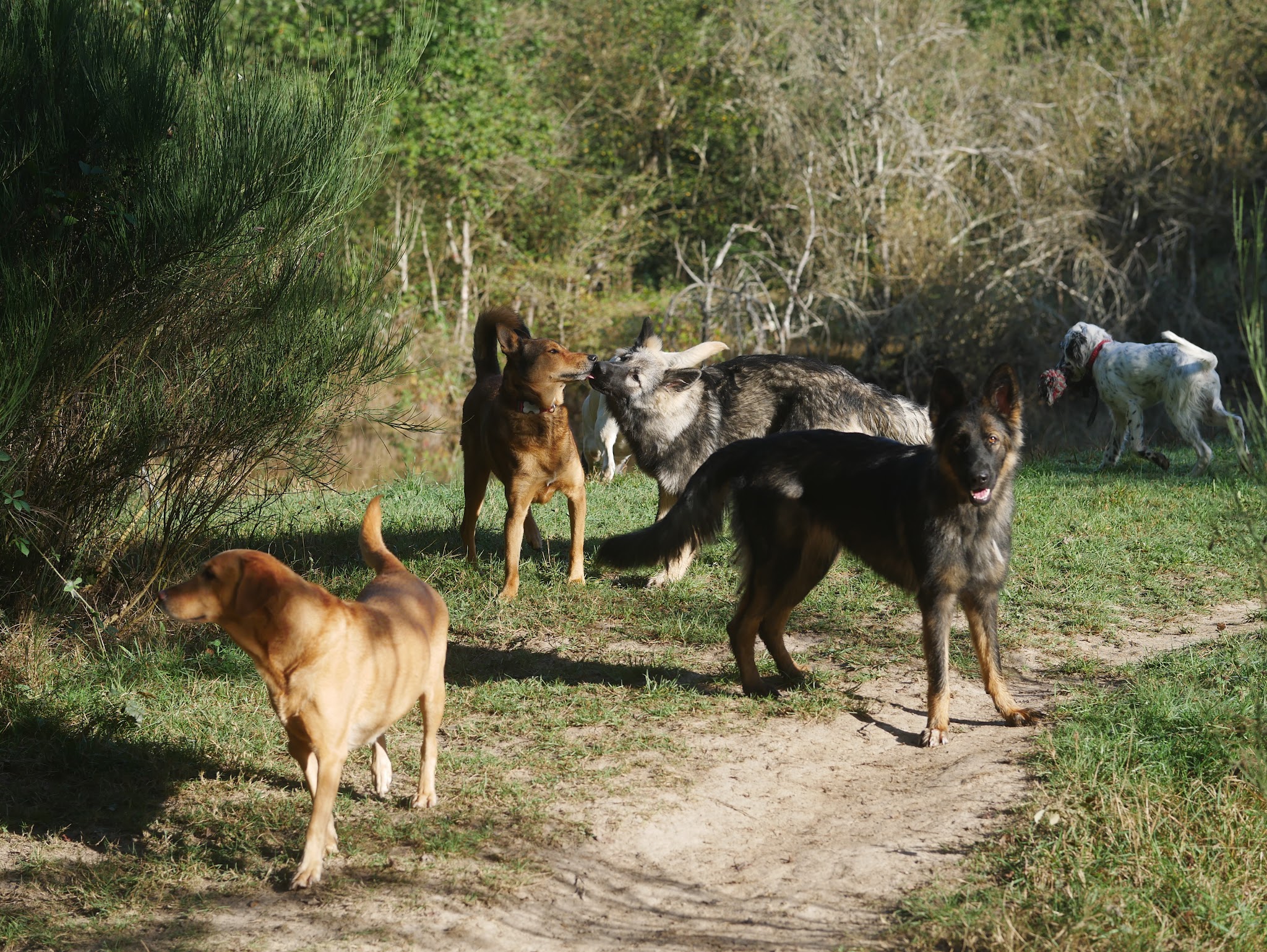 Les enseignements d'Apache - Domaine des Hurons