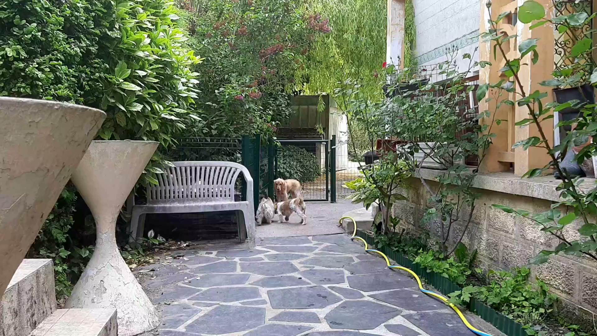 Véronique Nounou à Toutou (Garderie à domicile chiens uniquement) - Educateur & Comportementaliste Canin — photo