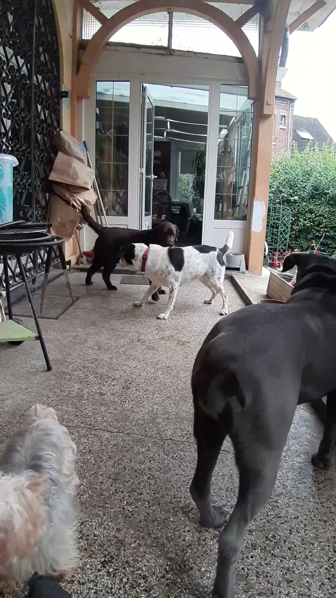 Véronique Nounou à Toutou (Garderie à domicile chiens uniquement) - Educateur & Comportementaliste Canin — photo