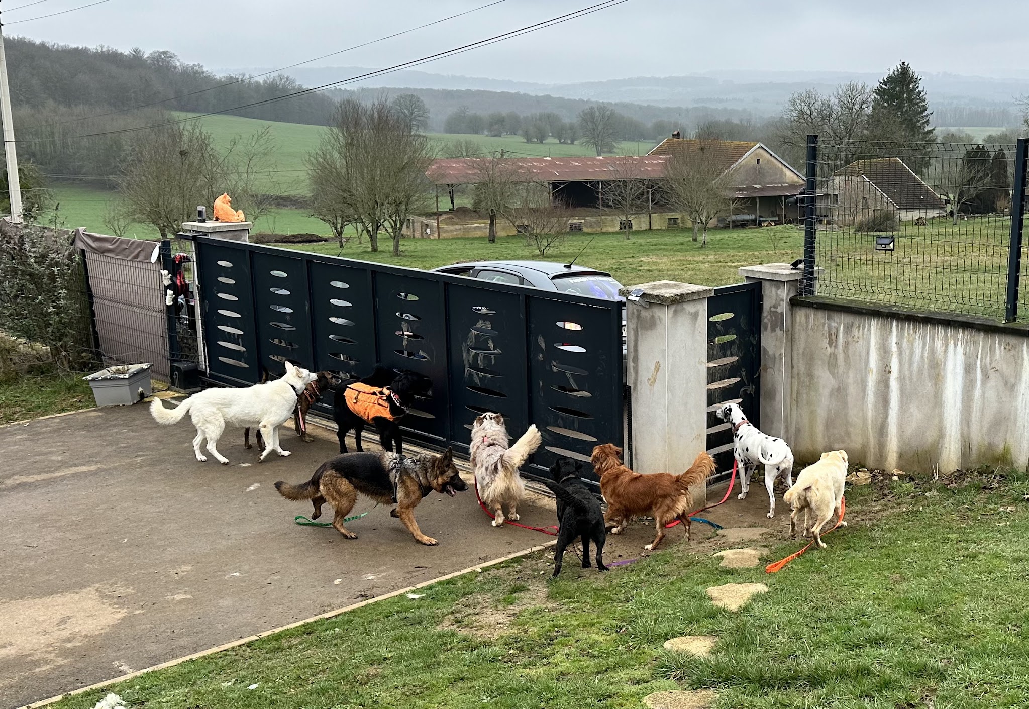 Les Poilus 70 GARDE ANIMAUX/PENSION CHIEN CHAT NAC Jessica&Jérôme — photo