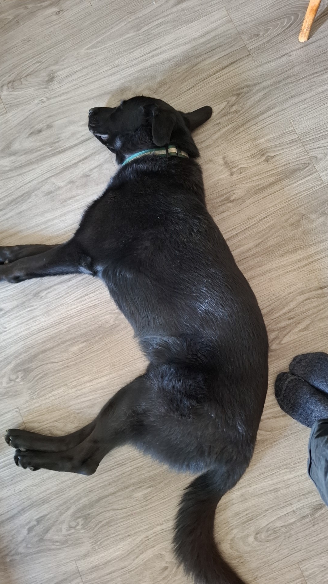 Les Poilus 70 GARDE ANIMAUX/PENSION CHIEN CHAT NAC Jessica&Jérôme — photo