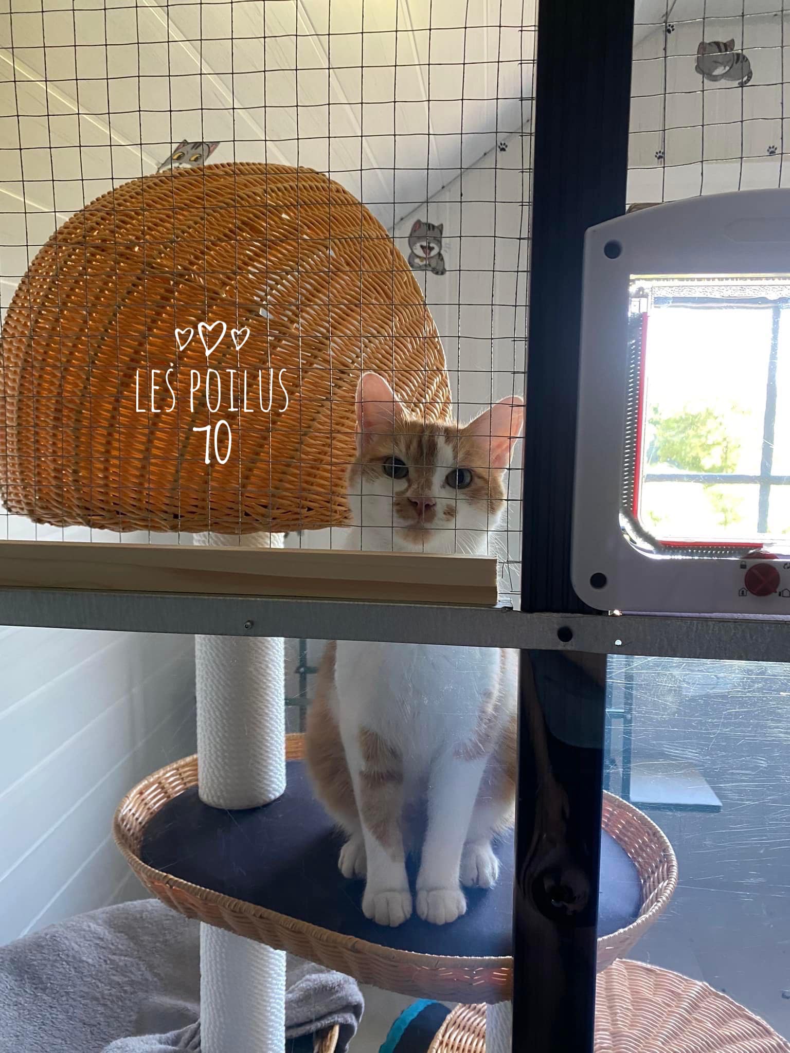 Les Poilus 70 GARDE ANIMAUX/PENSION CHIEN CHAT NAC Jessica&Jérôme — photo