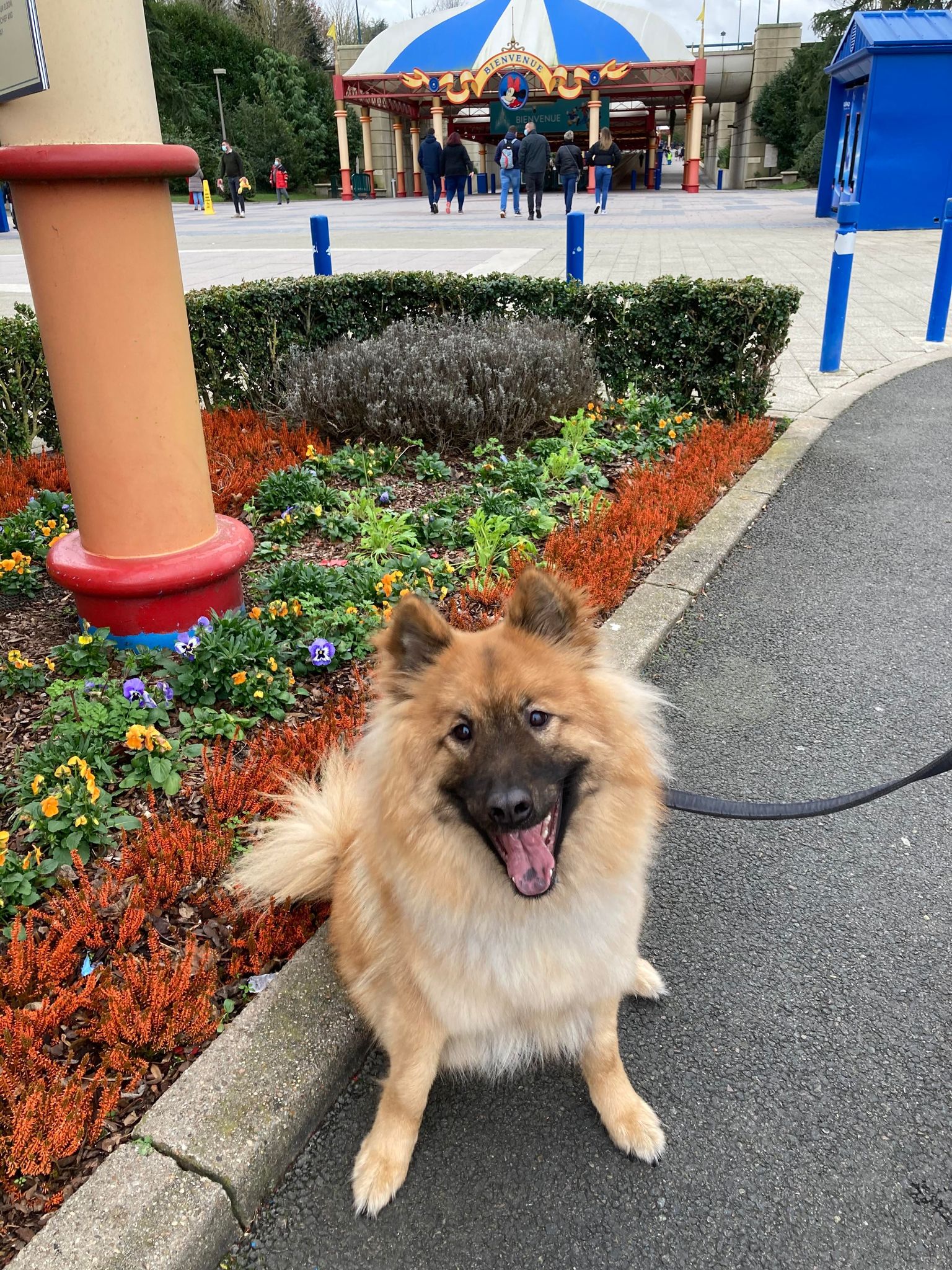 Accueil Animaux Disneyland Paris — photo