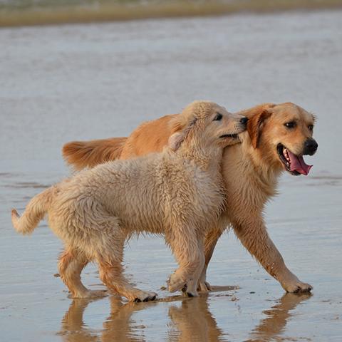 Pension Canine - DES ALTEN DE LA BURGERIE