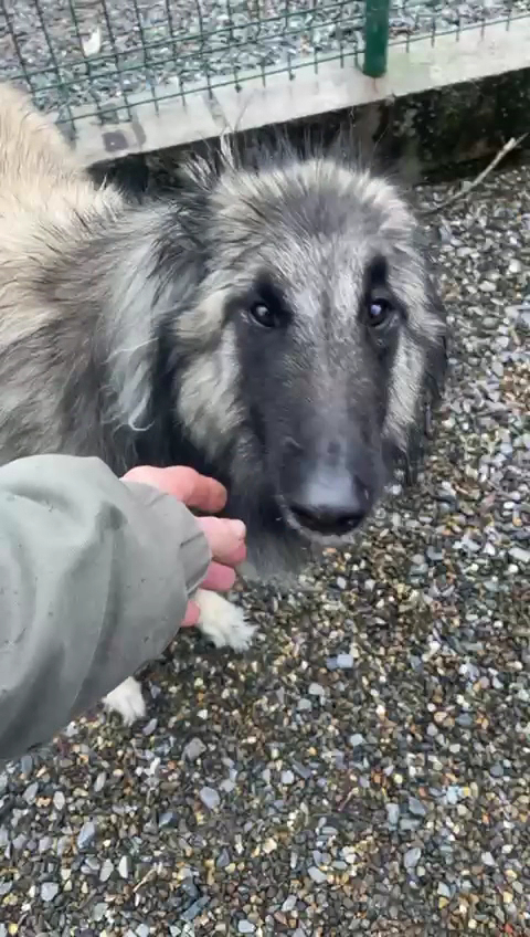 Pension Canine - DES ALTEN DE LA BURGERIE — photo