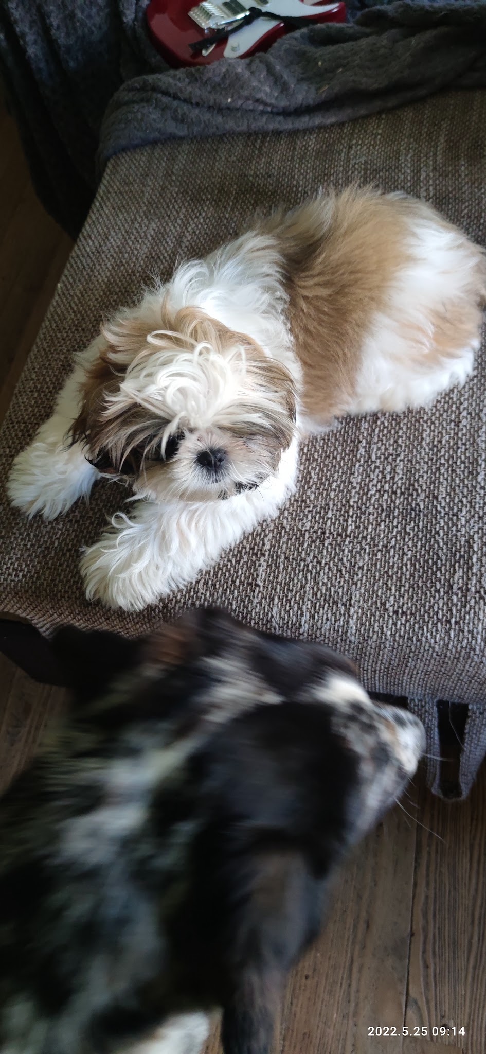 Animal's Holydays — photo