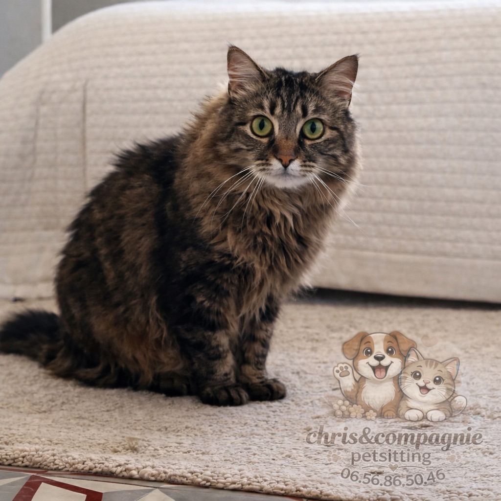 chris&compagnie petsitting — photo