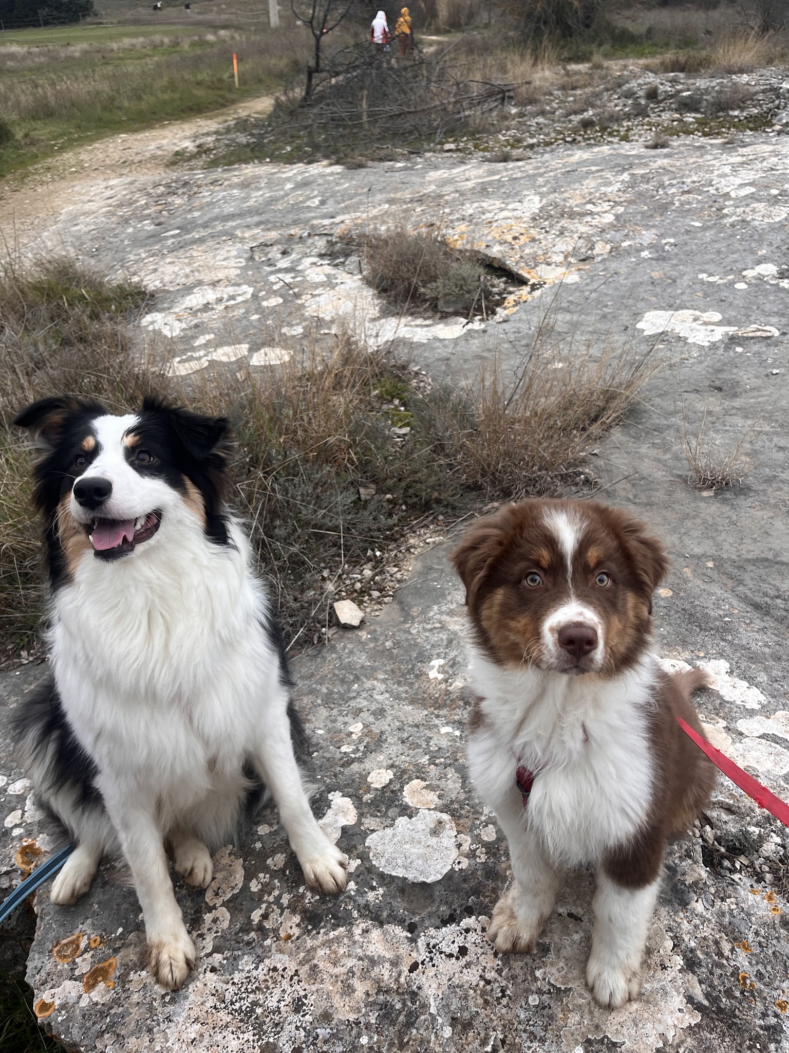 chris&compagnie petsitting — photo