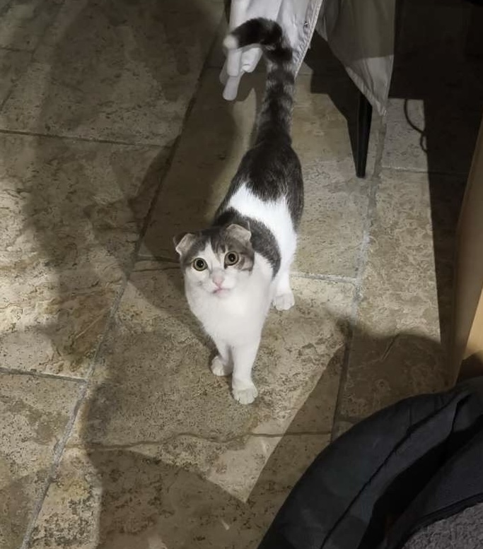 chris&compagnie petsitting — photo