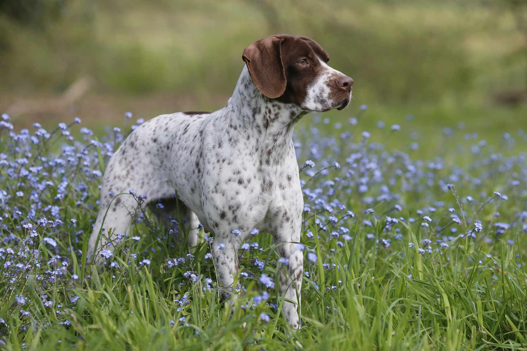 Pension pour chien du Centre canin des Vallons de la Sée — photo