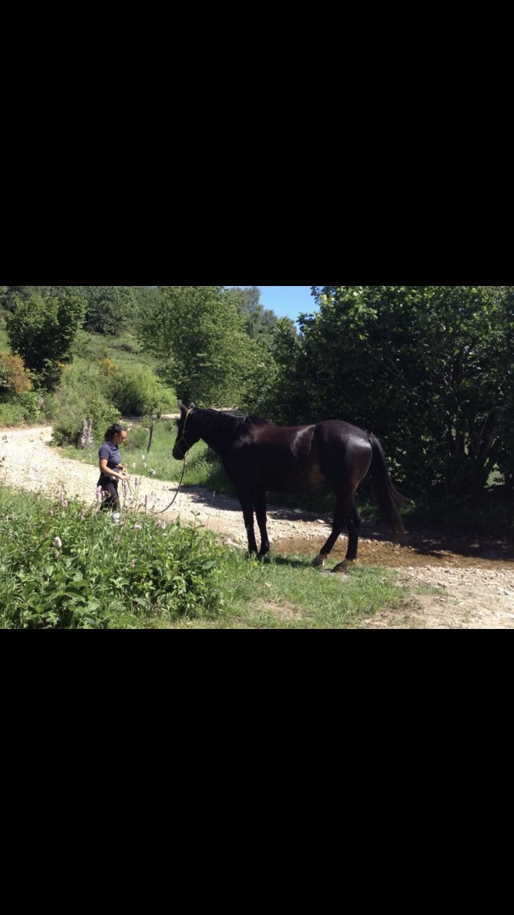 CAVAL' OR — photo