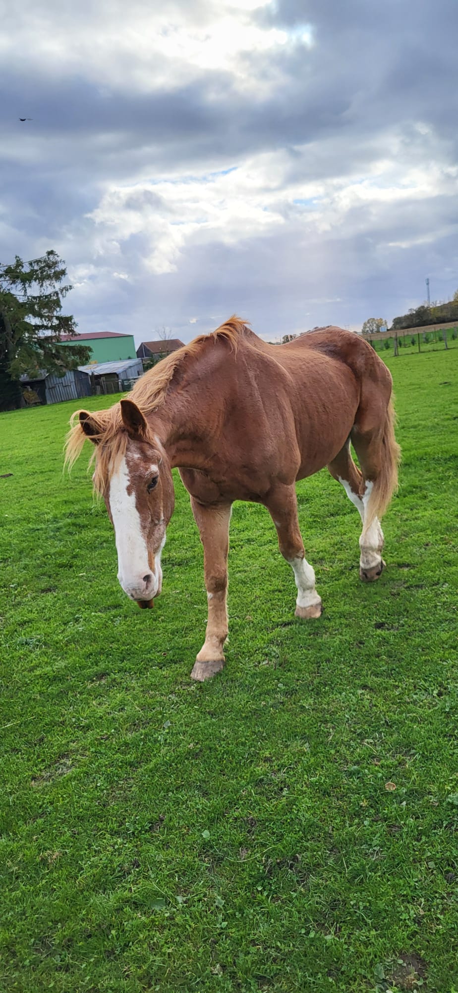 Zen Animaux — photo