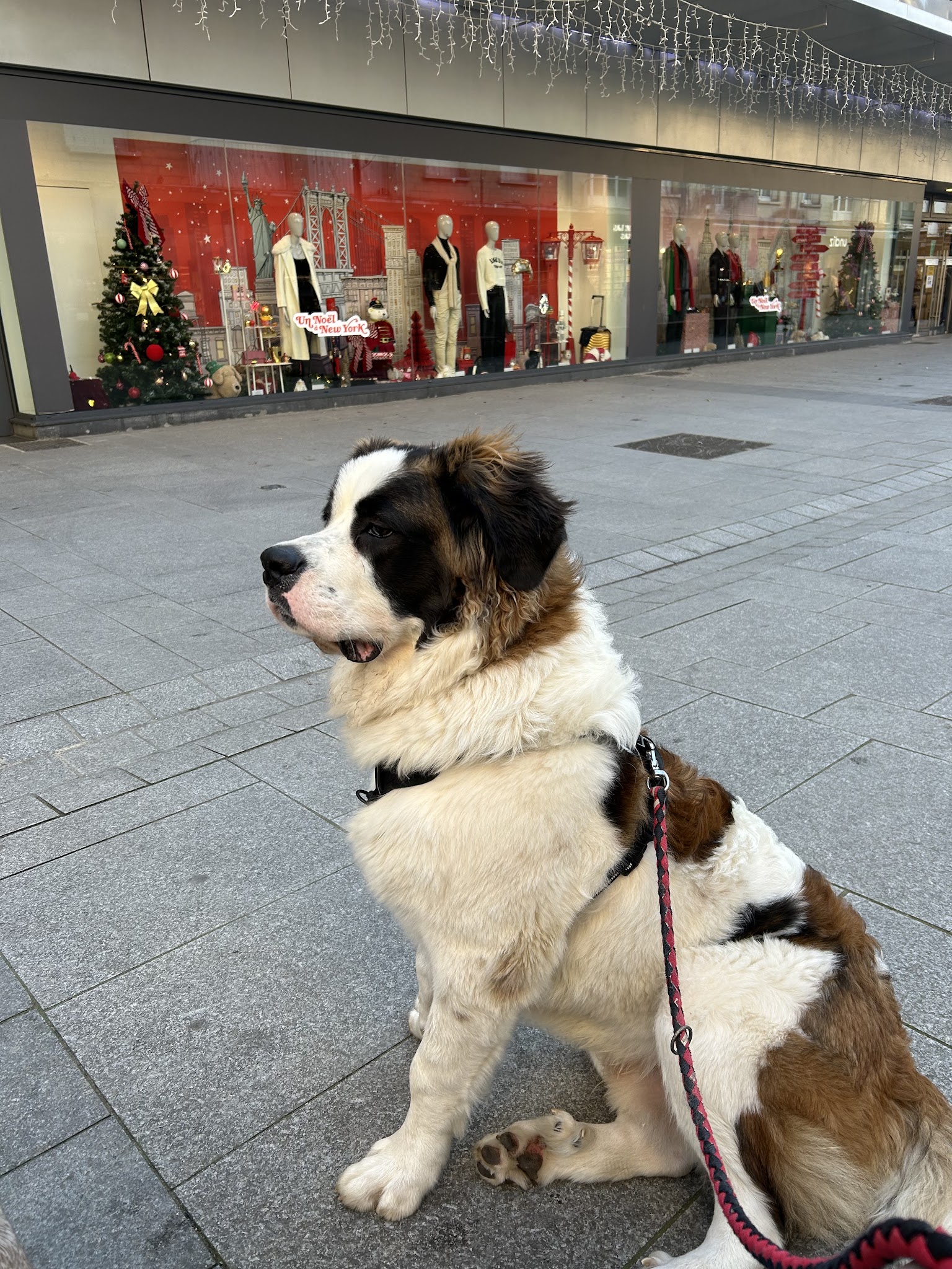 Educateur canin Respectdogs Caen — photo