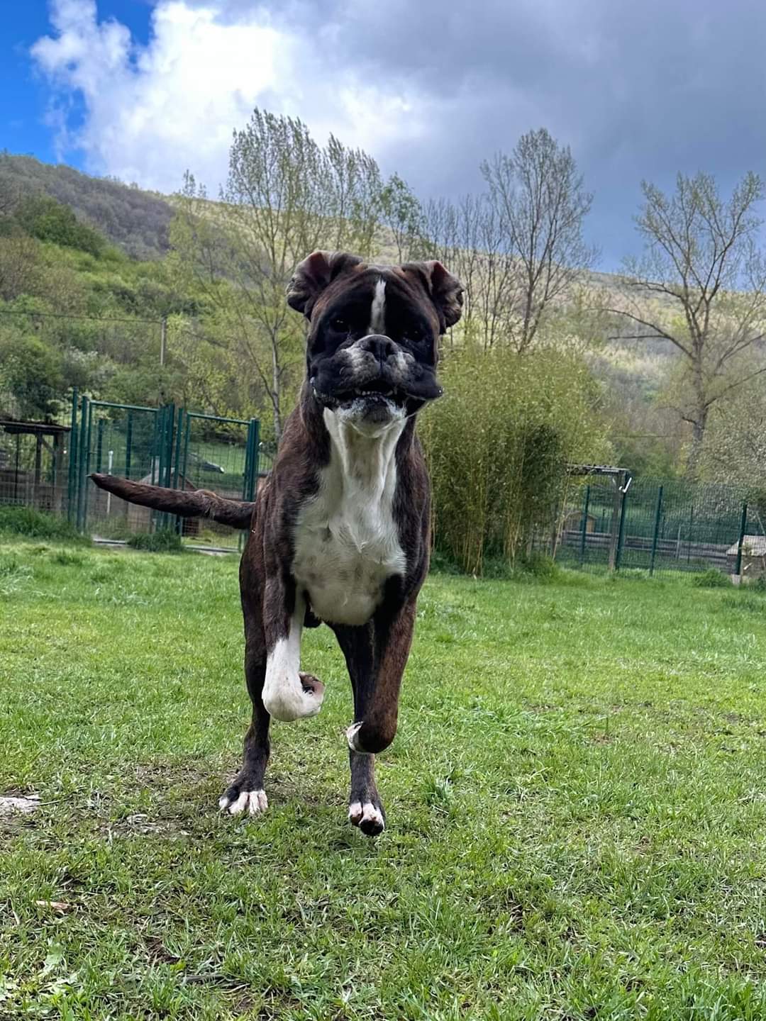 Aux chalets d'Heaven: Pension chiens chats et éducation rééducation canine sur Issoire et Clermont-Ferrand — photo