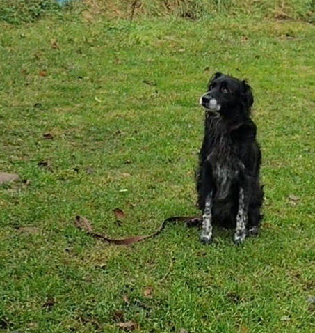 Aux chalets d'Heaven: Pension chiens chats et éducation rééducation canine sur Issoire et Clermont-Ferrand — photo