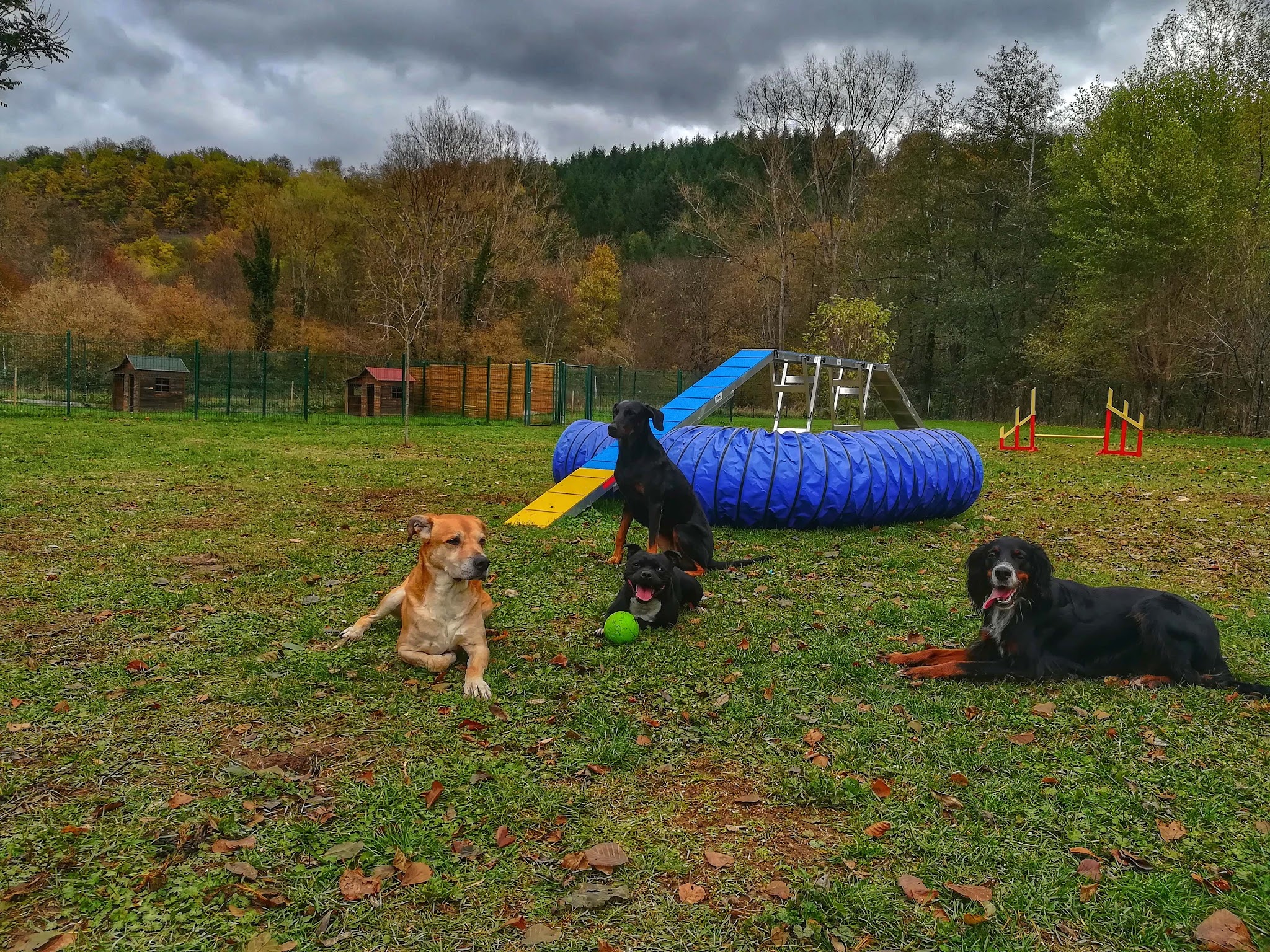 Aux chalets d'Heaven: Pension chiens chats et éducation rééducation canine sur Issoire et Clermont-Ferrand — photo