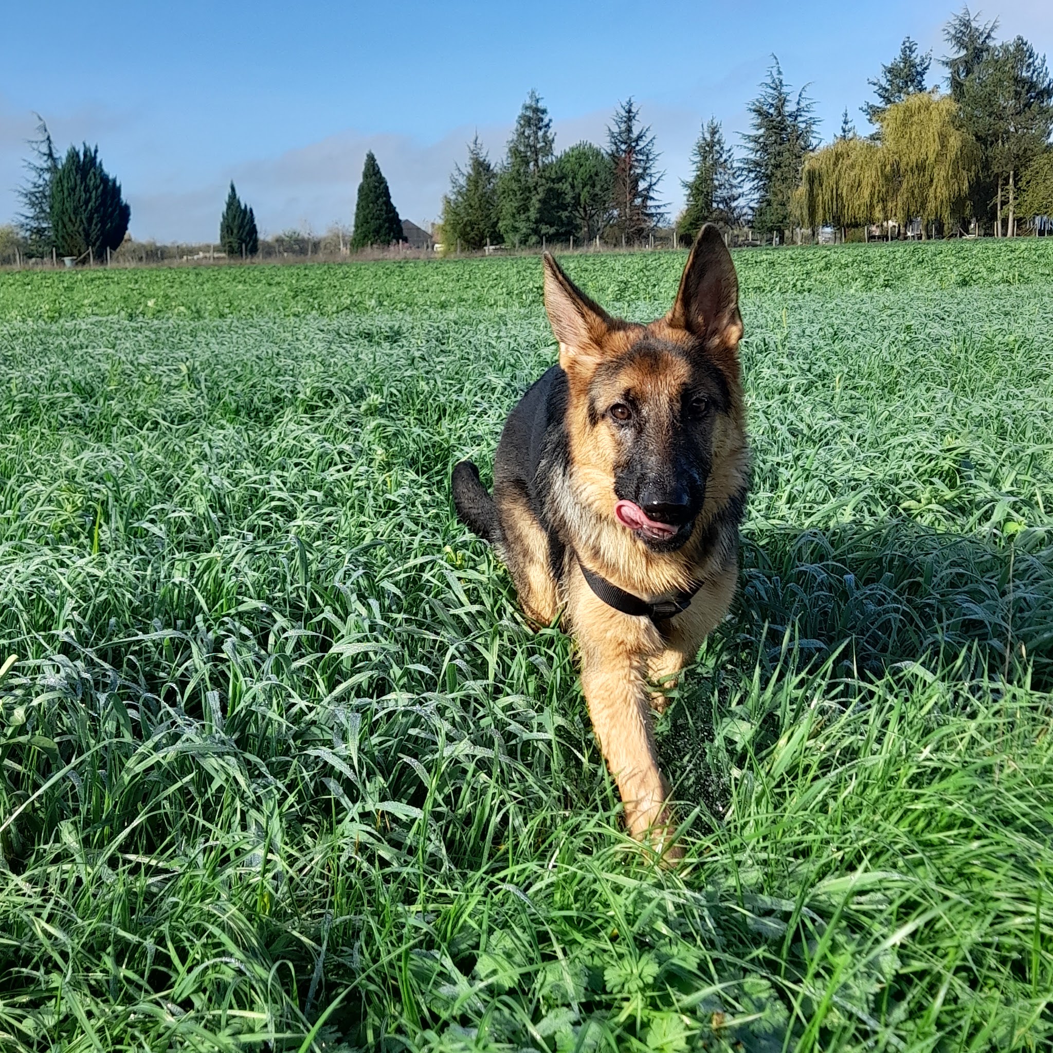 BALADES CANINES VITAMINEES - VISITES CHIENS CHATS NACS — photo