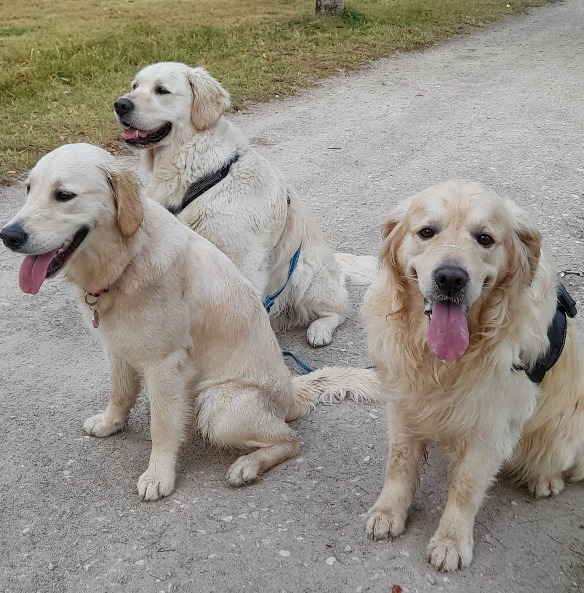 BALADES CANINES VITAMINEES - VISITES CHIENS CHATS NACS — photo