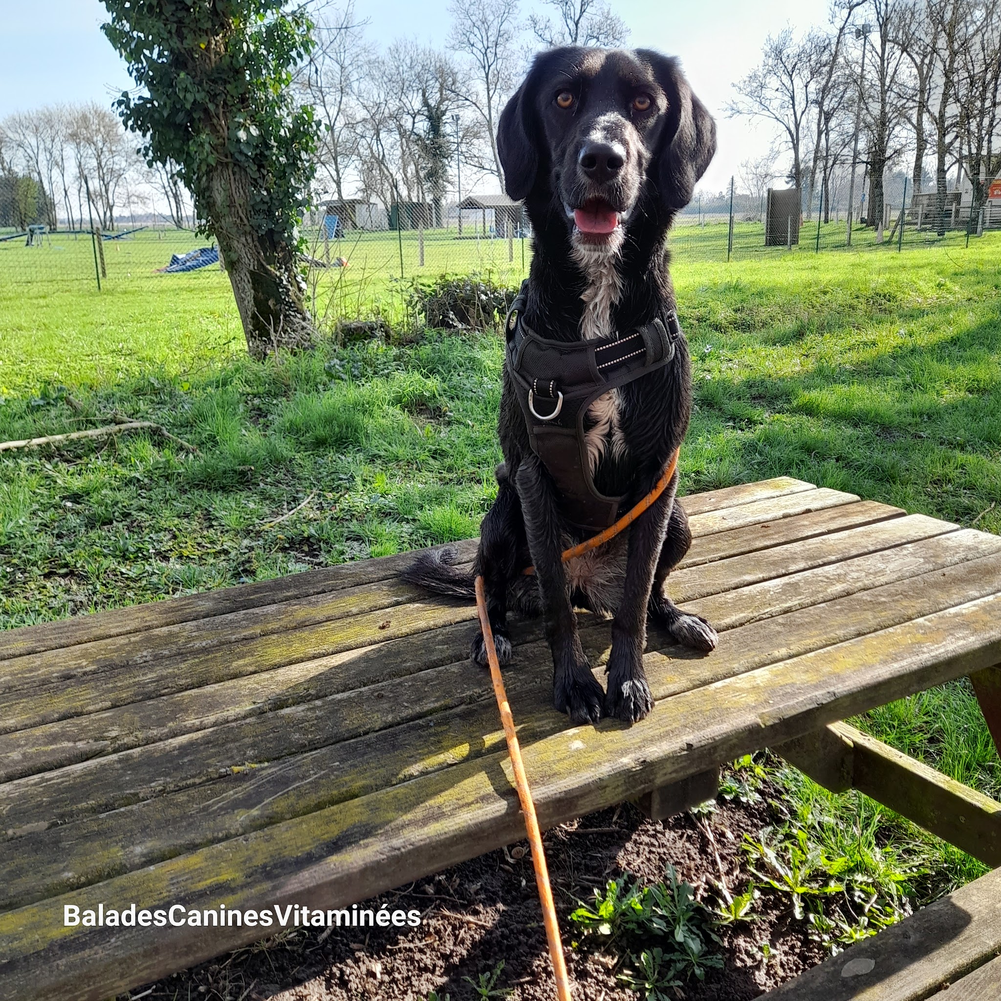BALADES CANINES VITAMINEES - VISITES CHIENS CHATS NACS — photo