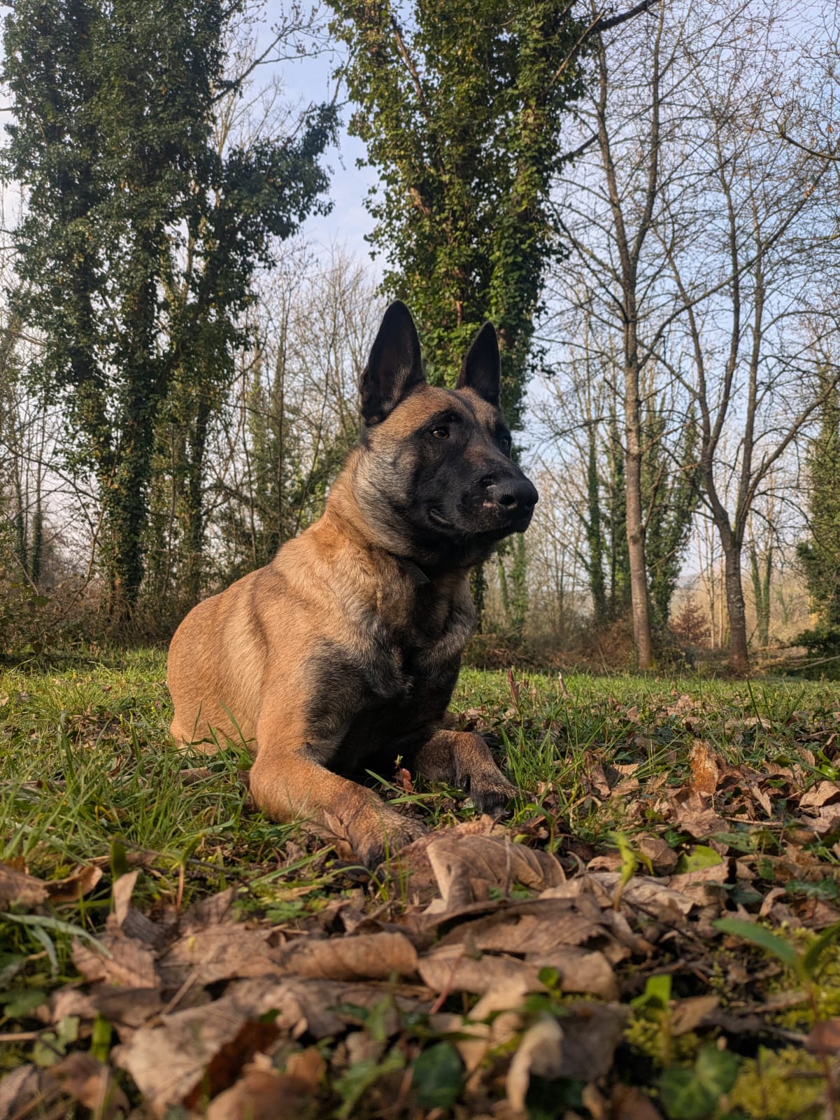 Passion Chien — photo