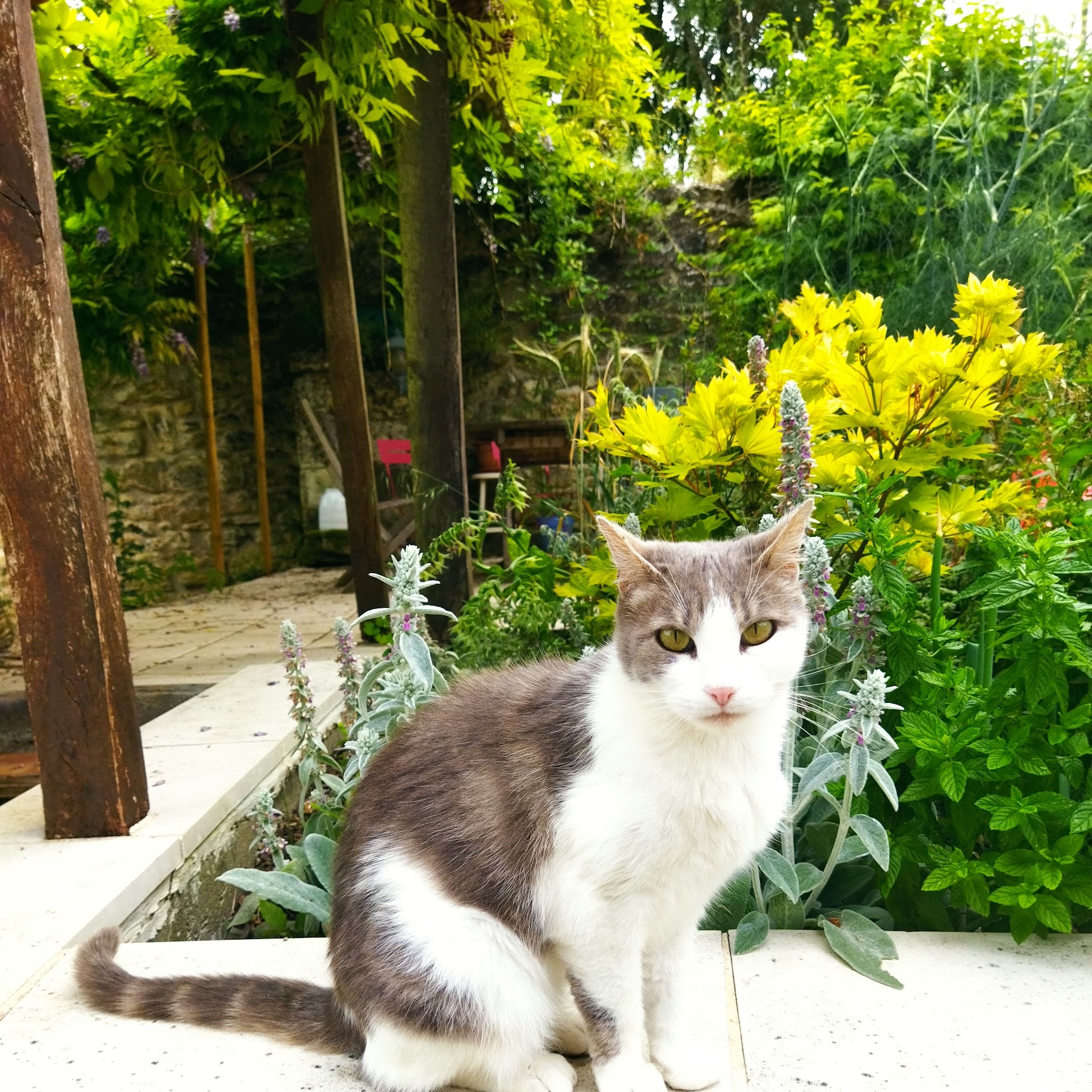 Dobi Services animaliers - garde à domicile chiens, chats, animaux de compagnie — photo
