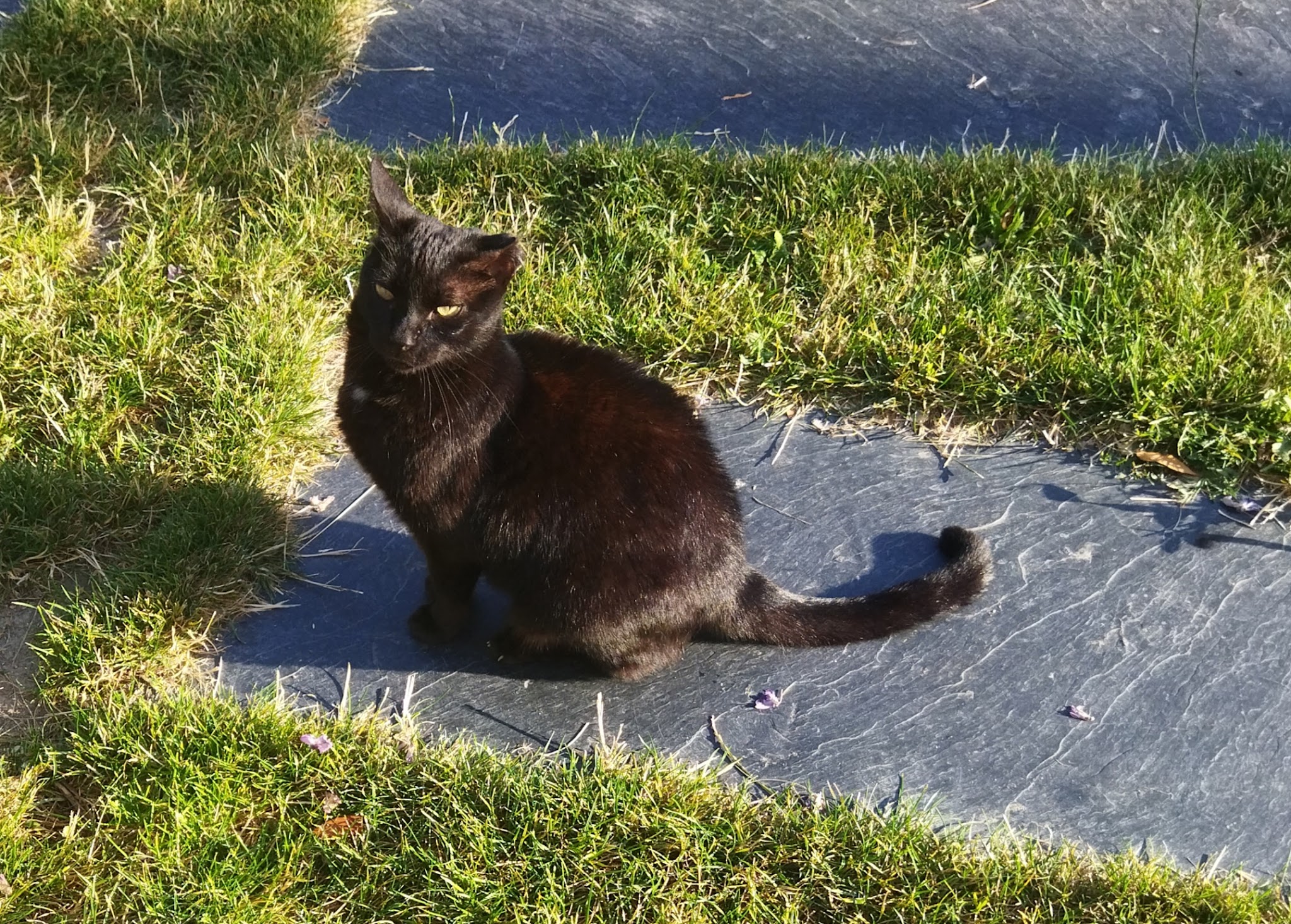 Dobi Services animaliers - garde à domicile chiens, chats, animaux de compagnie — photo