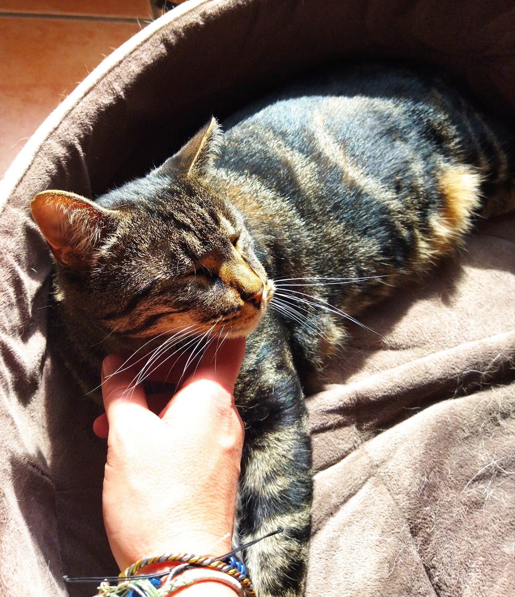 Dobi Services animaliers - garde à domicile chiens, chats, animaux de compagnie