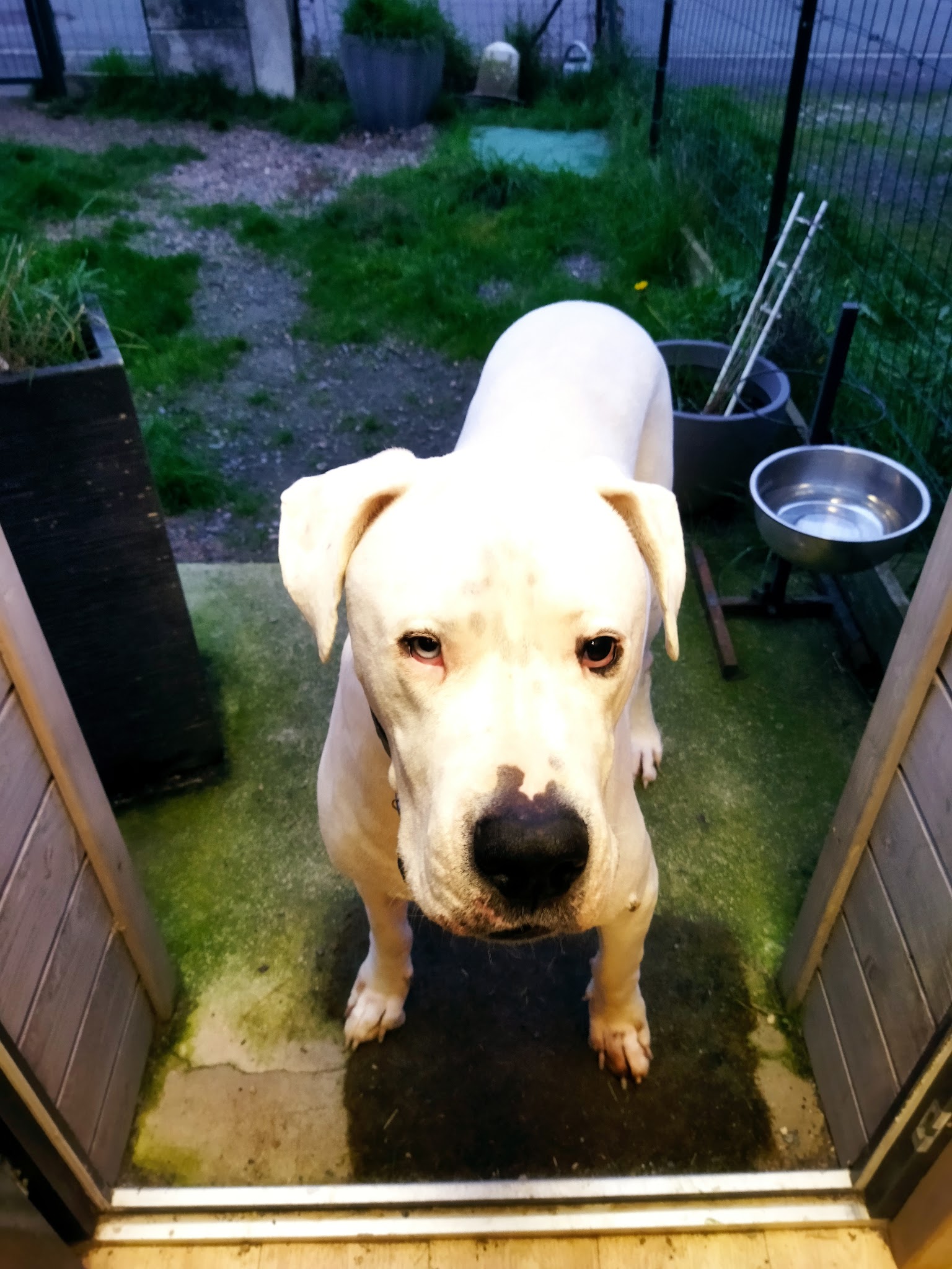 Dobi Services animaliers - garde à domicile chiens, chats, animaux de compagnie — photo