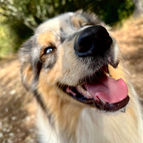 Emi Dog Sitter