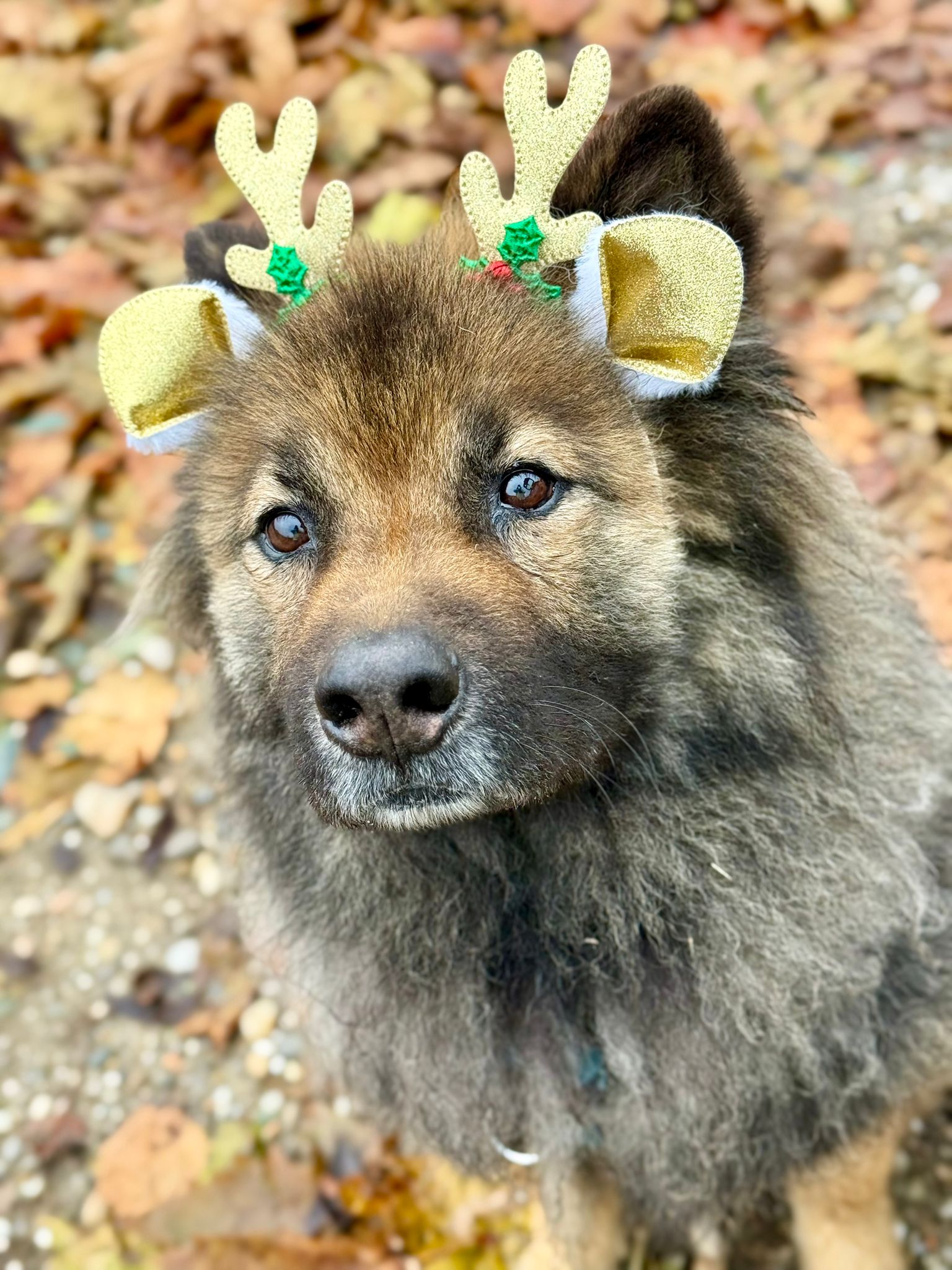Emi Dog Sitter — photo