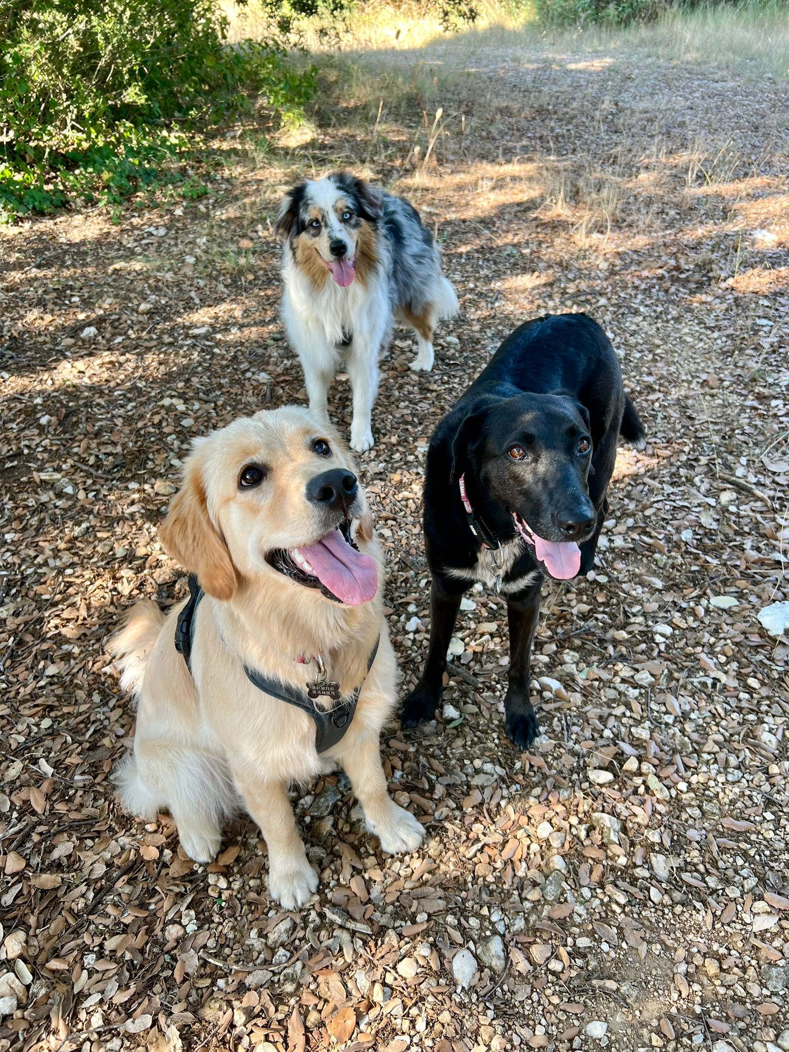 Emi Dog Sitter — photo