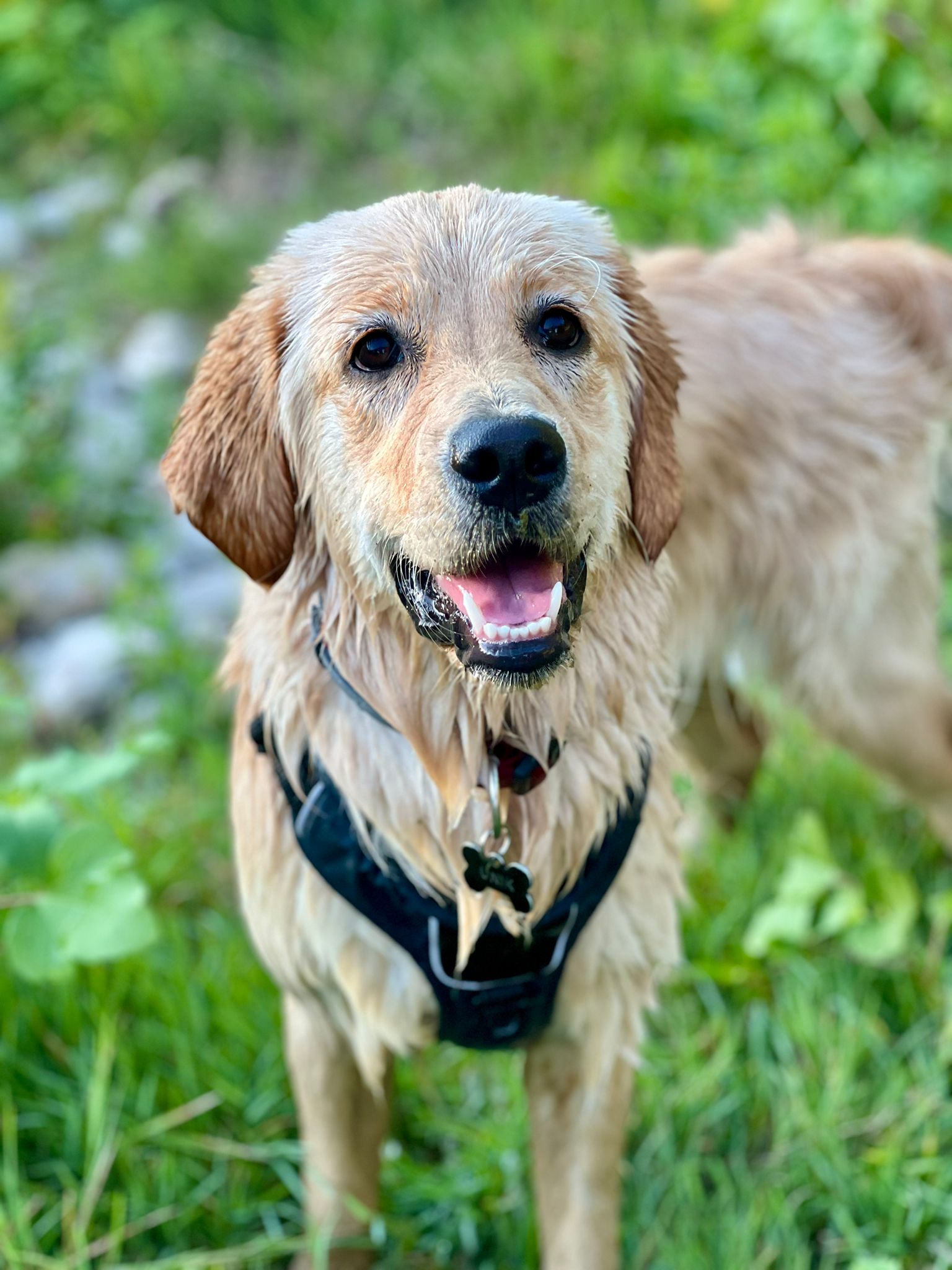 Emi Dog Sitter — photo
