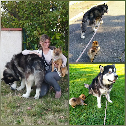Zoologis - Garde d'animaux à votre domicile Pet Sitting Chat Chien NAC