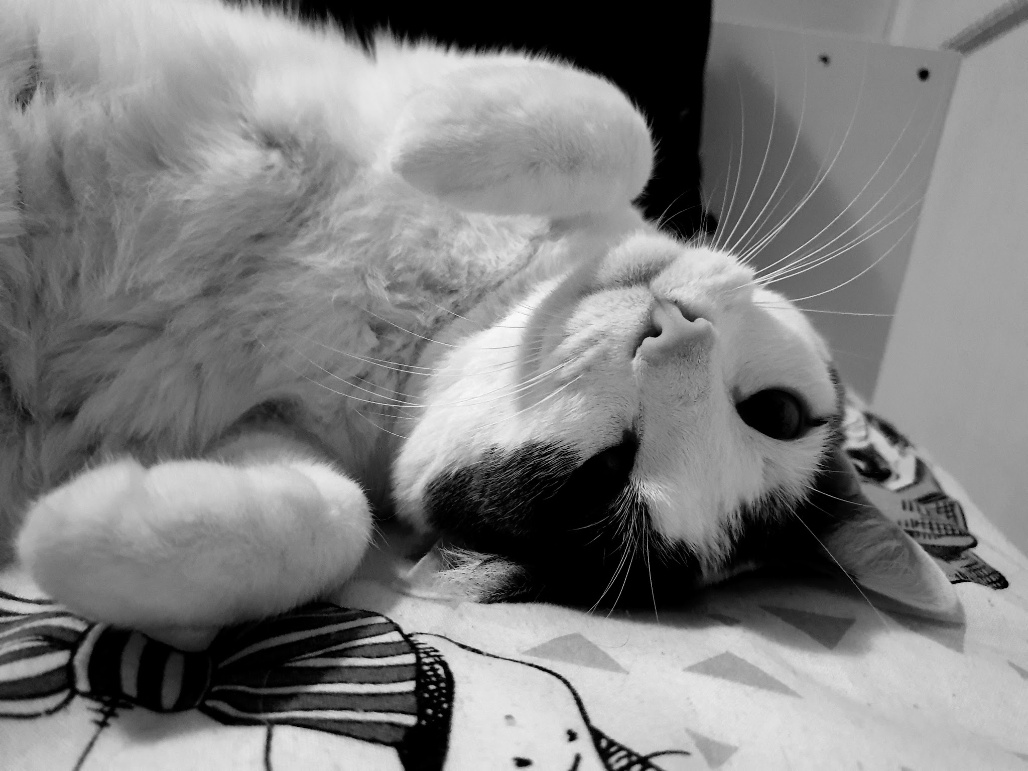 Manon’s Paw — photo