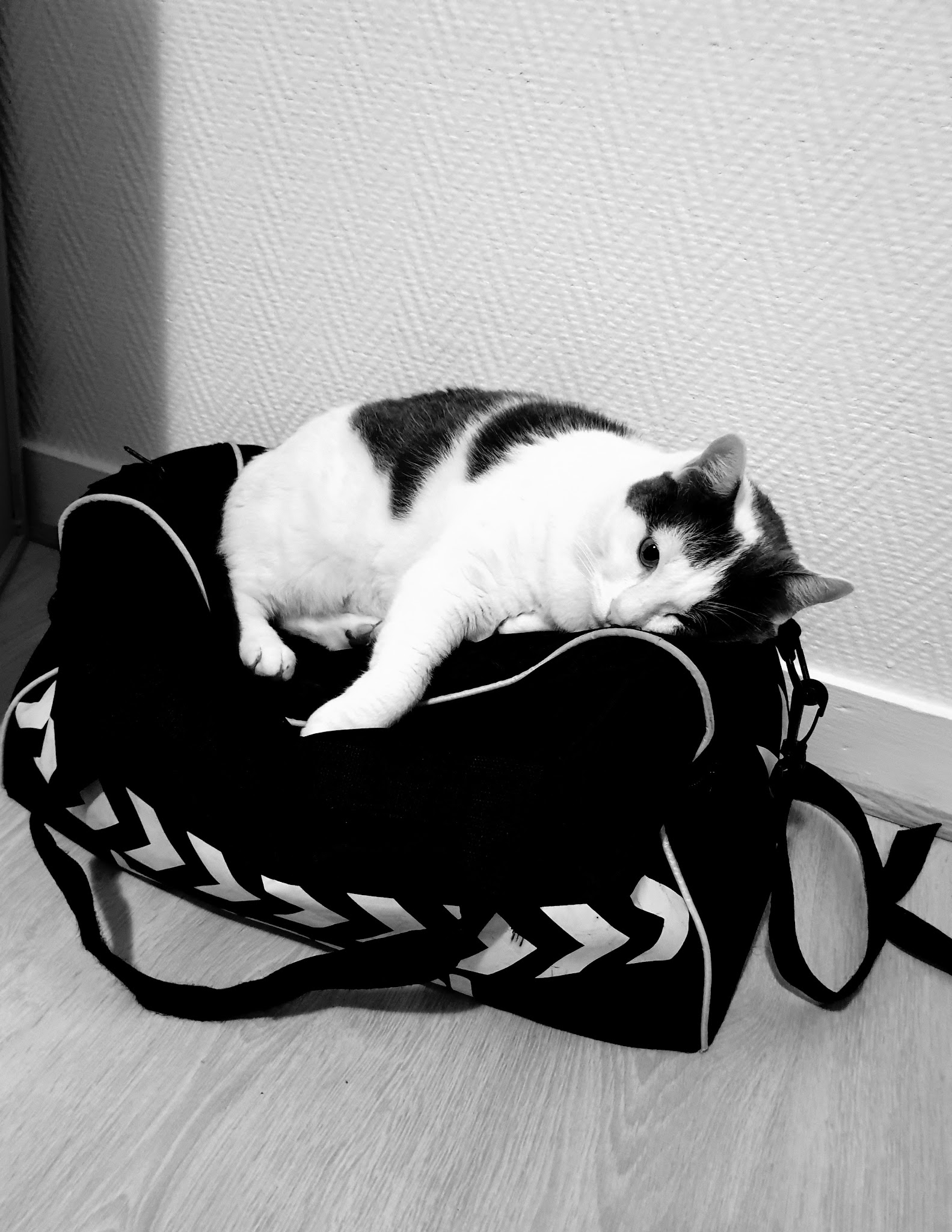 Manon’s Paw — photo